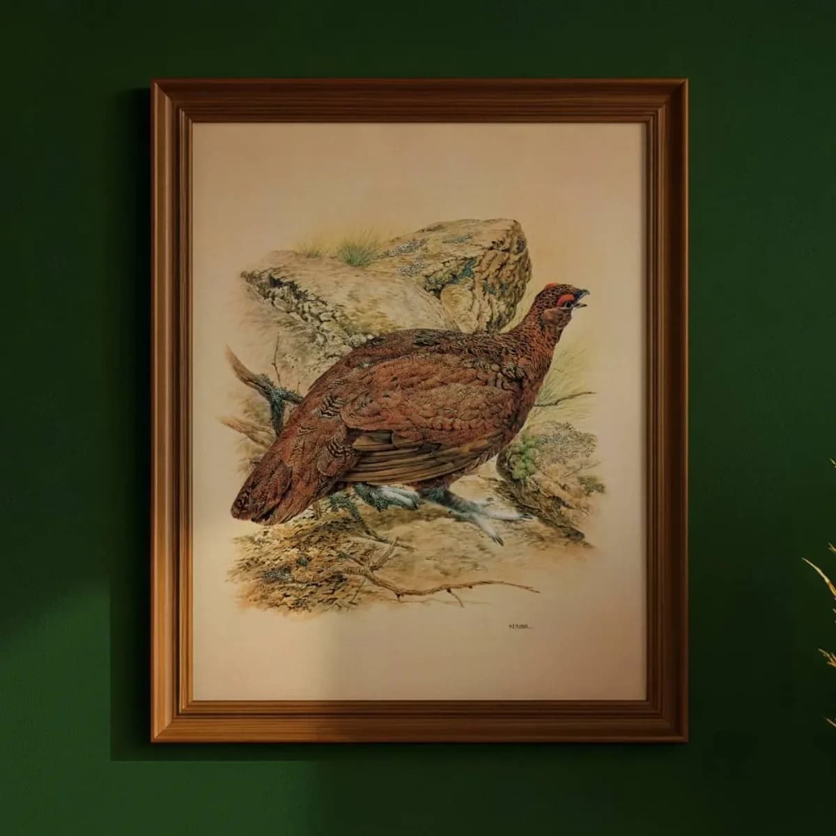 1981 Red Grouse - Game Birds - Maurice Pledger Original Vintage Wildlife Art Print - 11.5 x 16.5 in