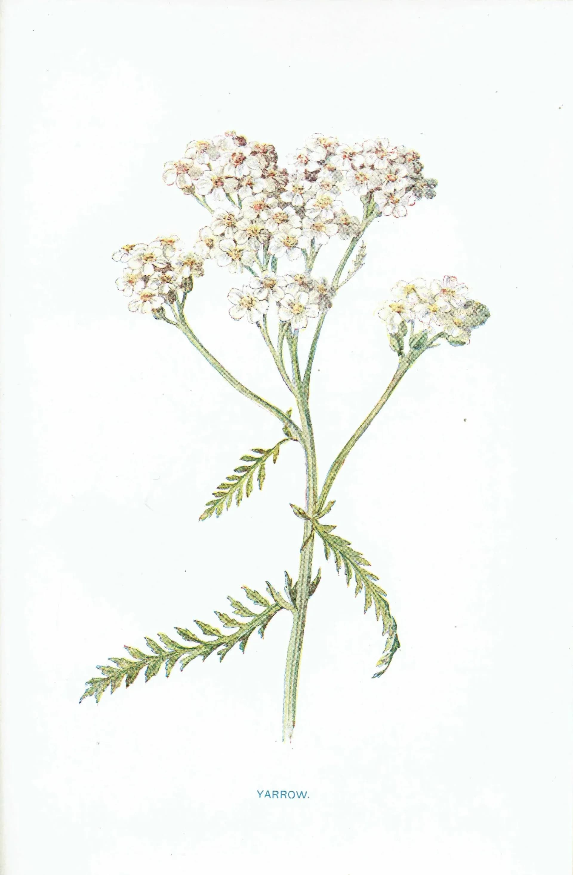 1910s Yarrow Wildflower Botanical Original Antique Print By Hulme - Familiar Wild Flowers Study Edwardian Herbal - 4.75 x 7.25 in