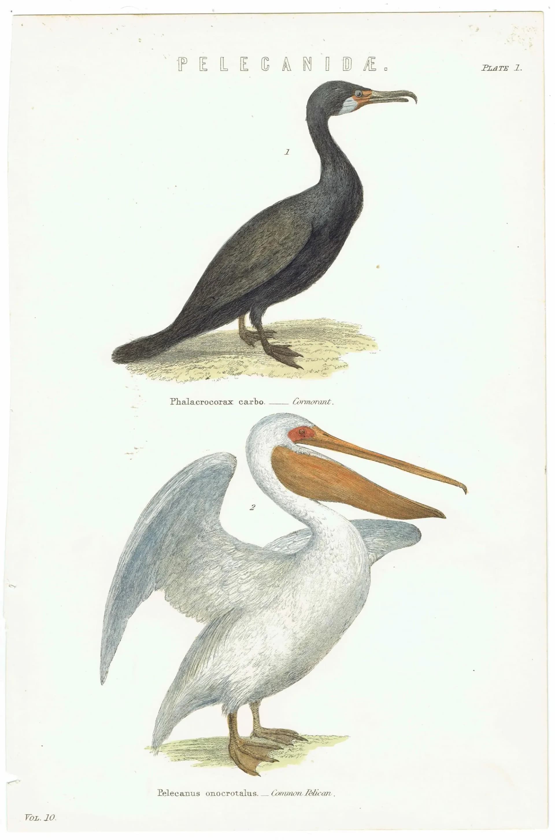 c.1880 Pelecanidae Print - Cormorant & Common Pelican - Hand Coloured Ornithology Art - 9.5 x 6.25 in