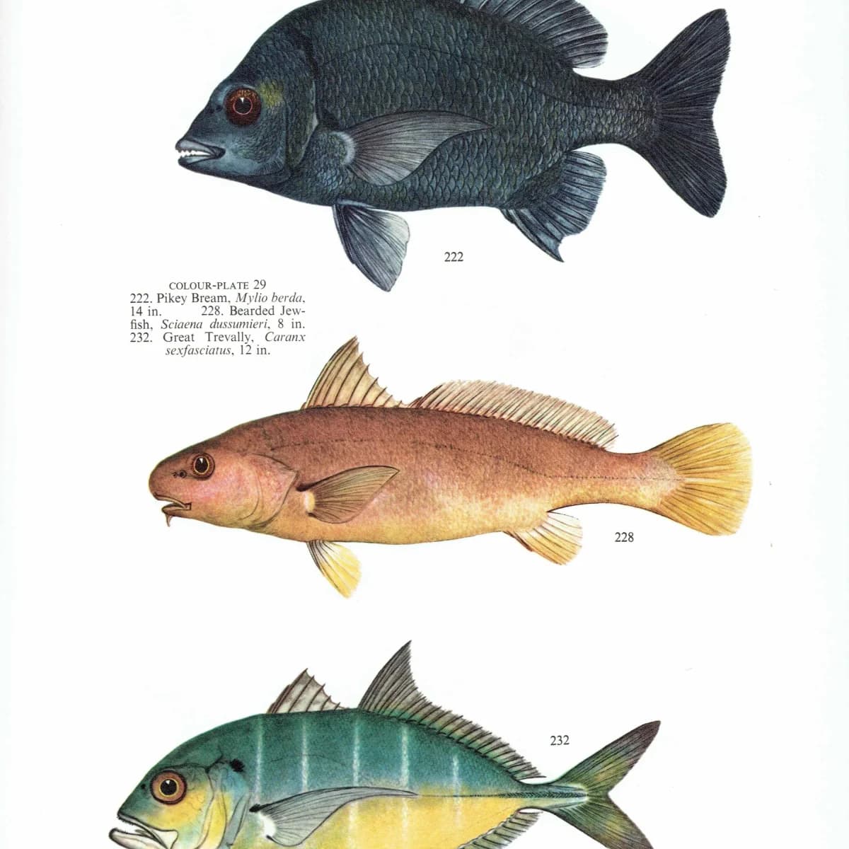 1964 Pikey Bream & Great Trevally - Original Vintage Print By Coates - Great Barrier Reef Fish Study Marshall - 7 x 9 in