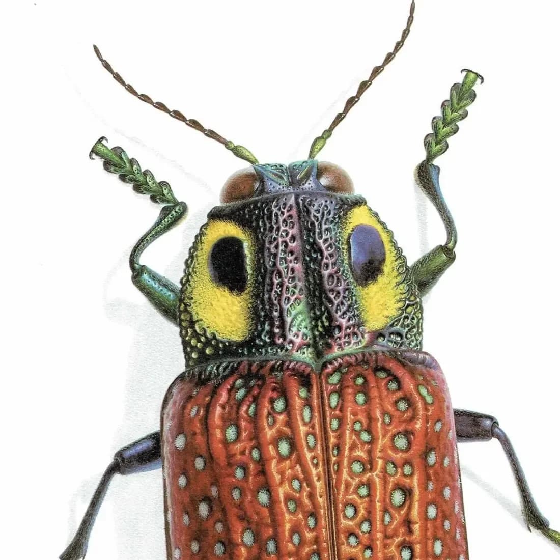 1986 Fale-Eyed Jewel Beetle Lampropepla Rothschildi Print - Durin Bernard Les Insectes Scientific Picture - Gahan Entomology - 11 x 13 in
