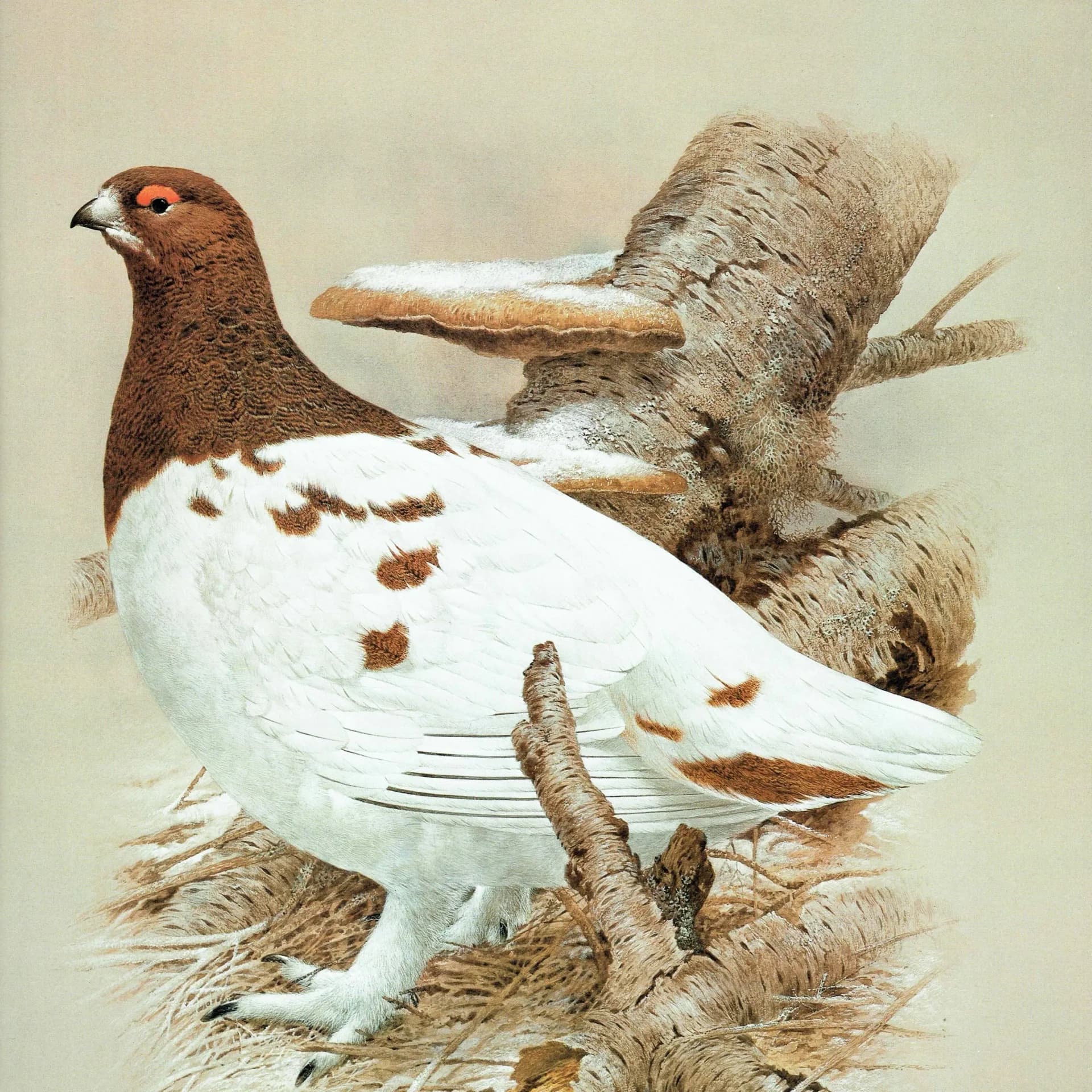 1981 Willow Grouse in Autumn Plumage - Maurice Pledger Game Birds - Original Vintage Wildlife Print - 11.5 x 16.5 in