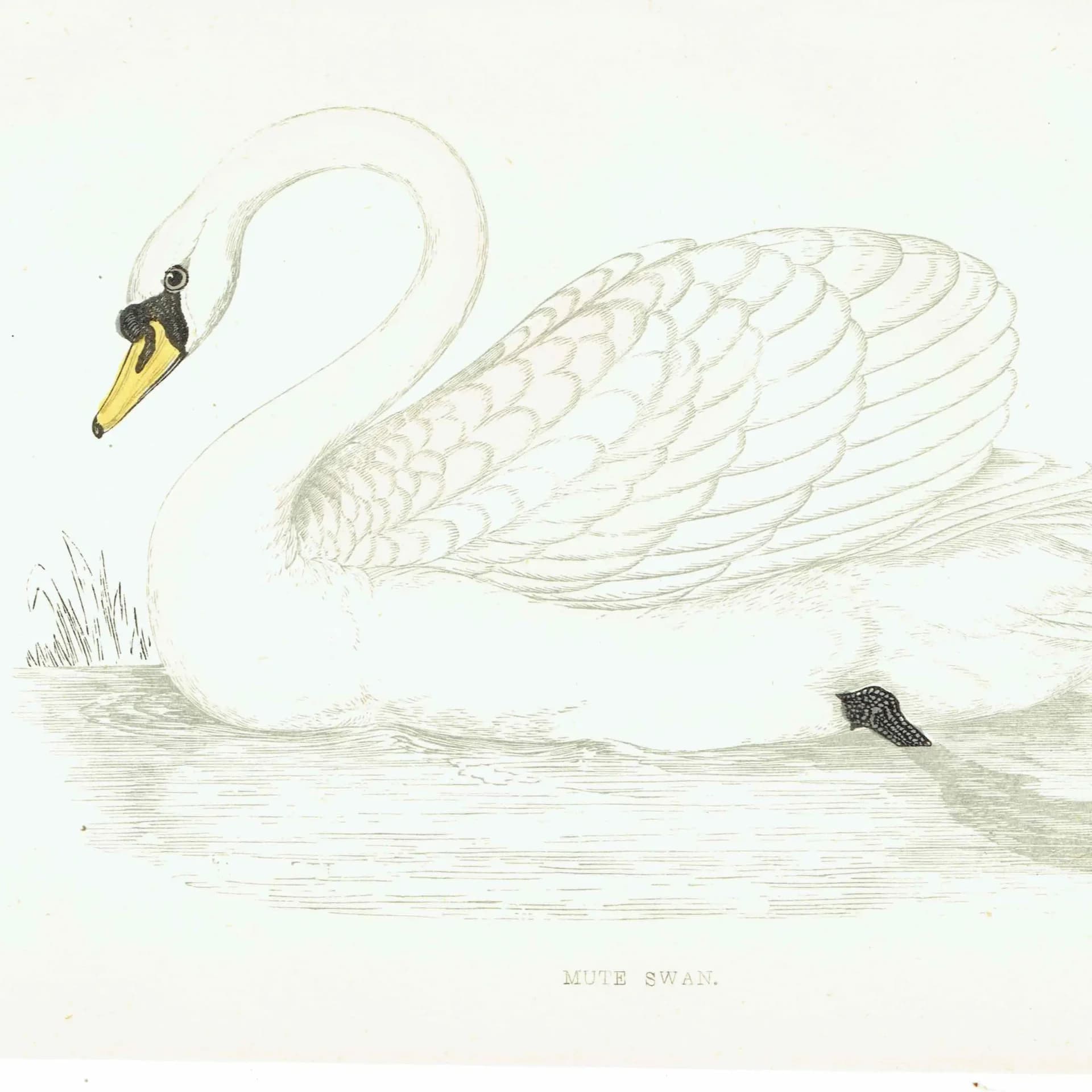 1863 - c.1863 Mute Swan - Original Antique Hand-Coloured Engraving By Morris - History of British Birds Victorian Wildlife - 7.25 x 4.75 in