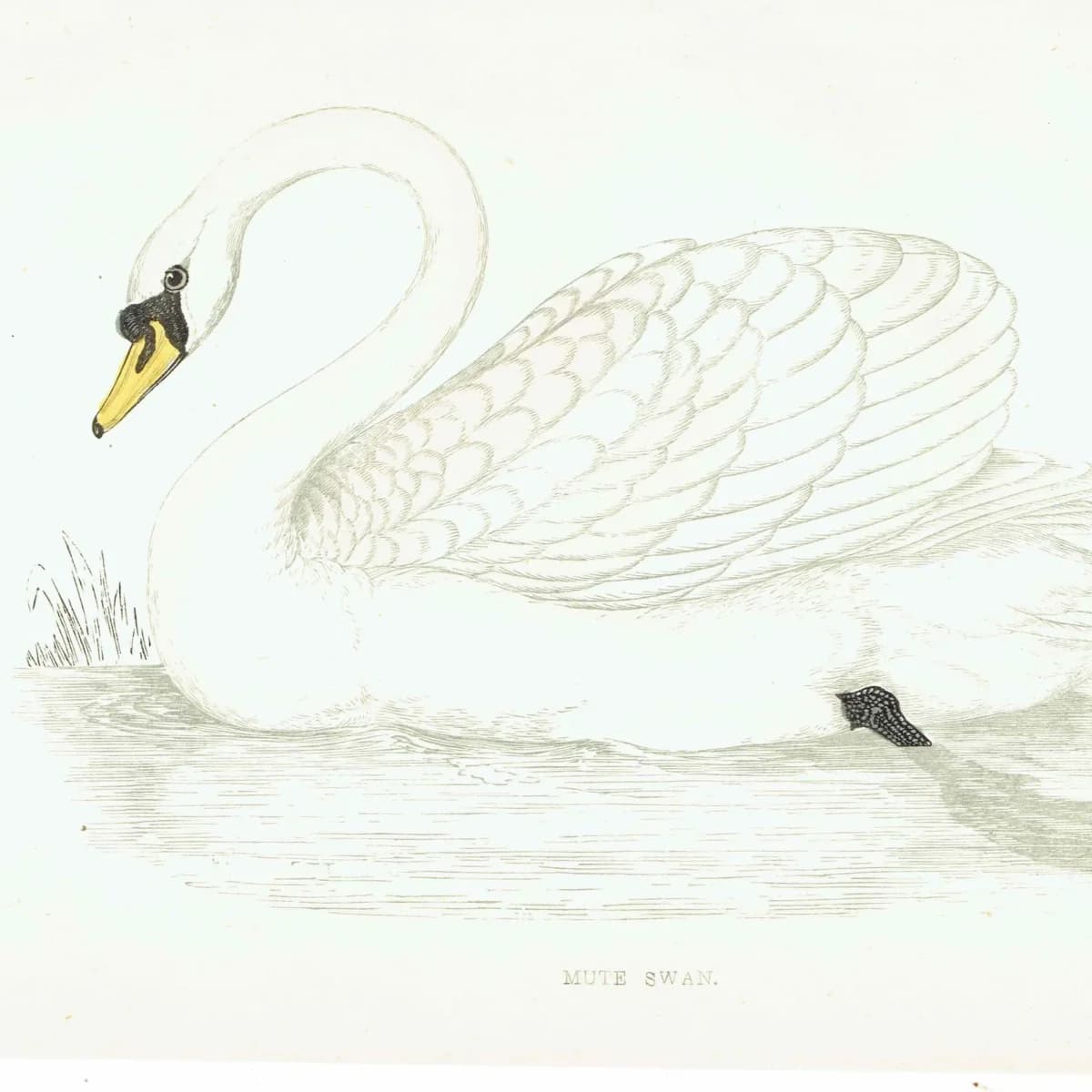 1863 - c.1863 Mute Swan - Original Antique Hand-Coloured Engraving By Morris - History of British Birds Victorian Wildlife - 7.25 x 4.75 in