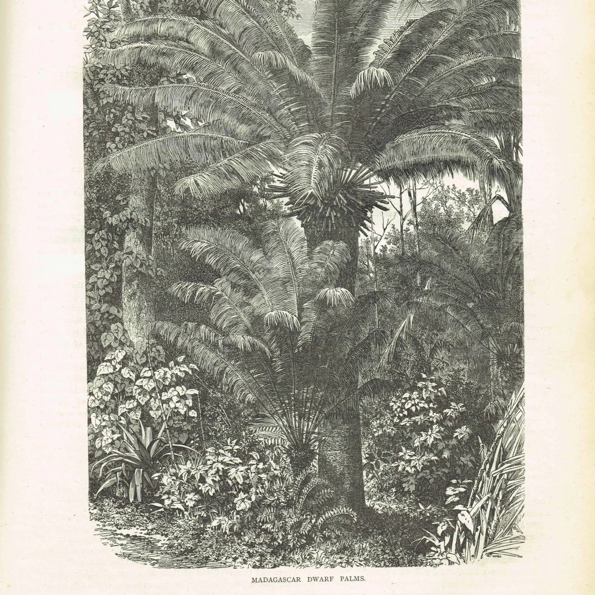 1869 Madagascar Dwarf Palms - Original Antique Print By Bates - Tropical Landscape Geography Botanical Engraving - 8.75 x 11.75 in