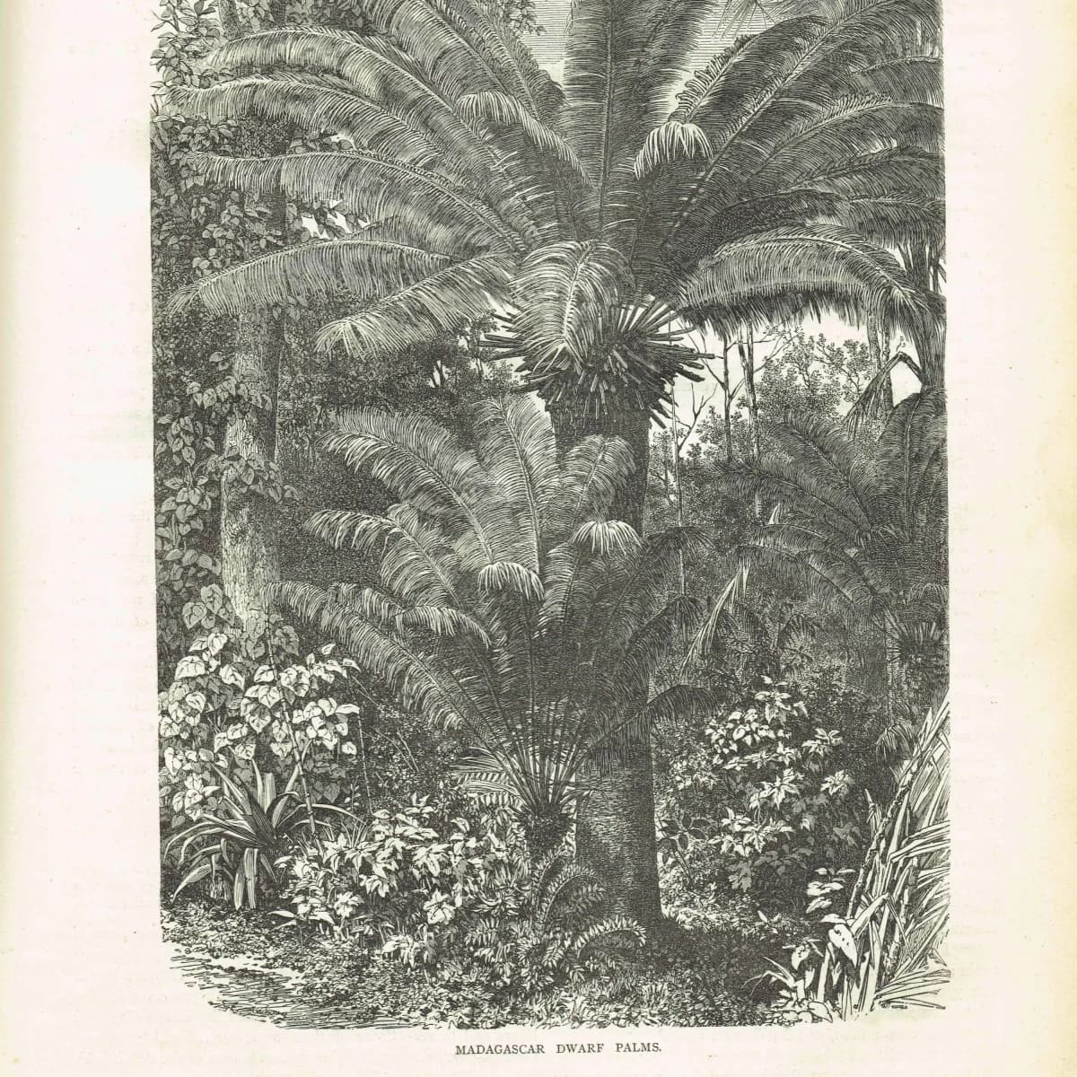 1869 Madagascar Dwarf Palms - Original Antique Print By Bates - Tropical Landscape Geography Botanical Engraving - 8.75 x 11.75 in