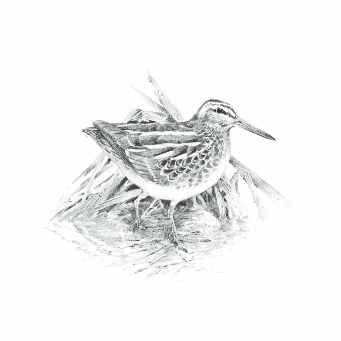 1981 Jack Snipe Game Birds Print -Maurice Pledger - Vintage Wildlife Art - Ornithology 11.5 x 16.5 in