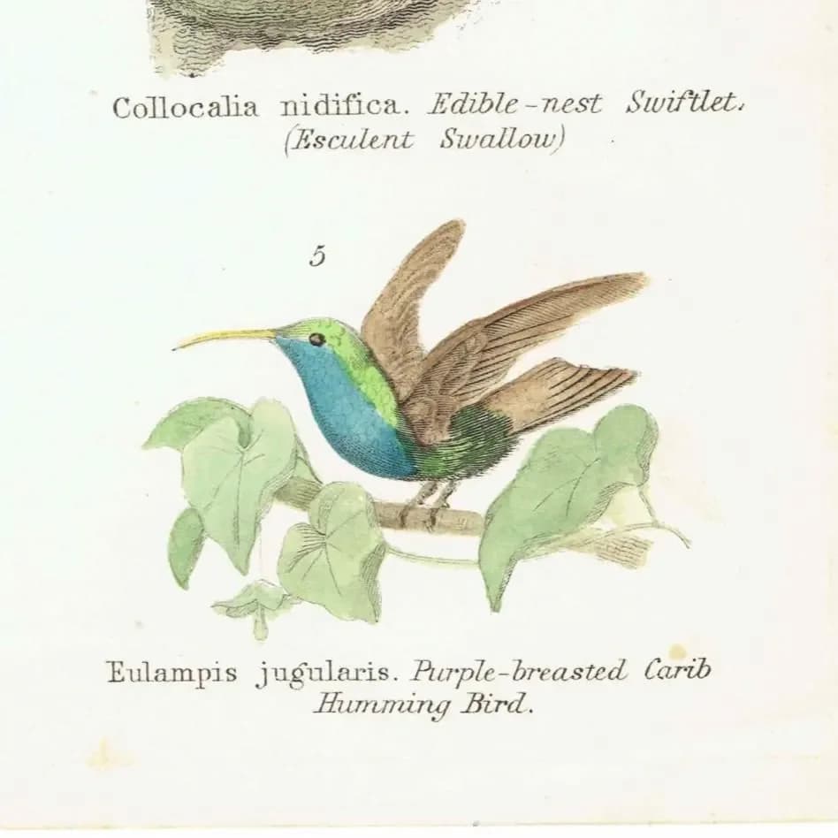 c.1870 Volitores Print - Ornithology Hand Coloured Bird Plate - Nightjar Bee-eater Swiftlet Hummingbird - 9.5 x 6.25 in