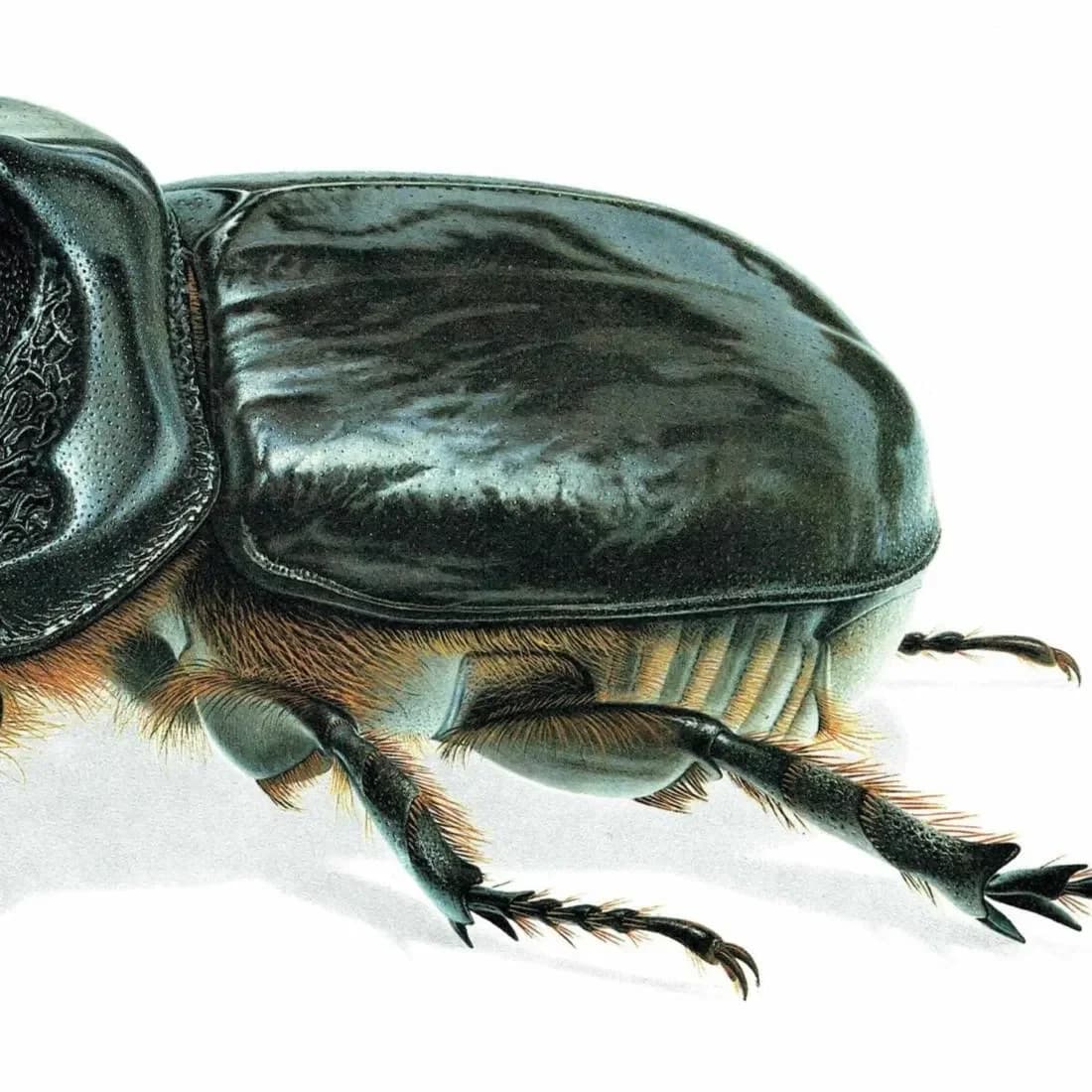 1986 European Rhinoceros Beetle Oryctes Nasicornis Print - Durin Bernard Les Insectes Scientific Illustration - Entomology - 11 x 13 in