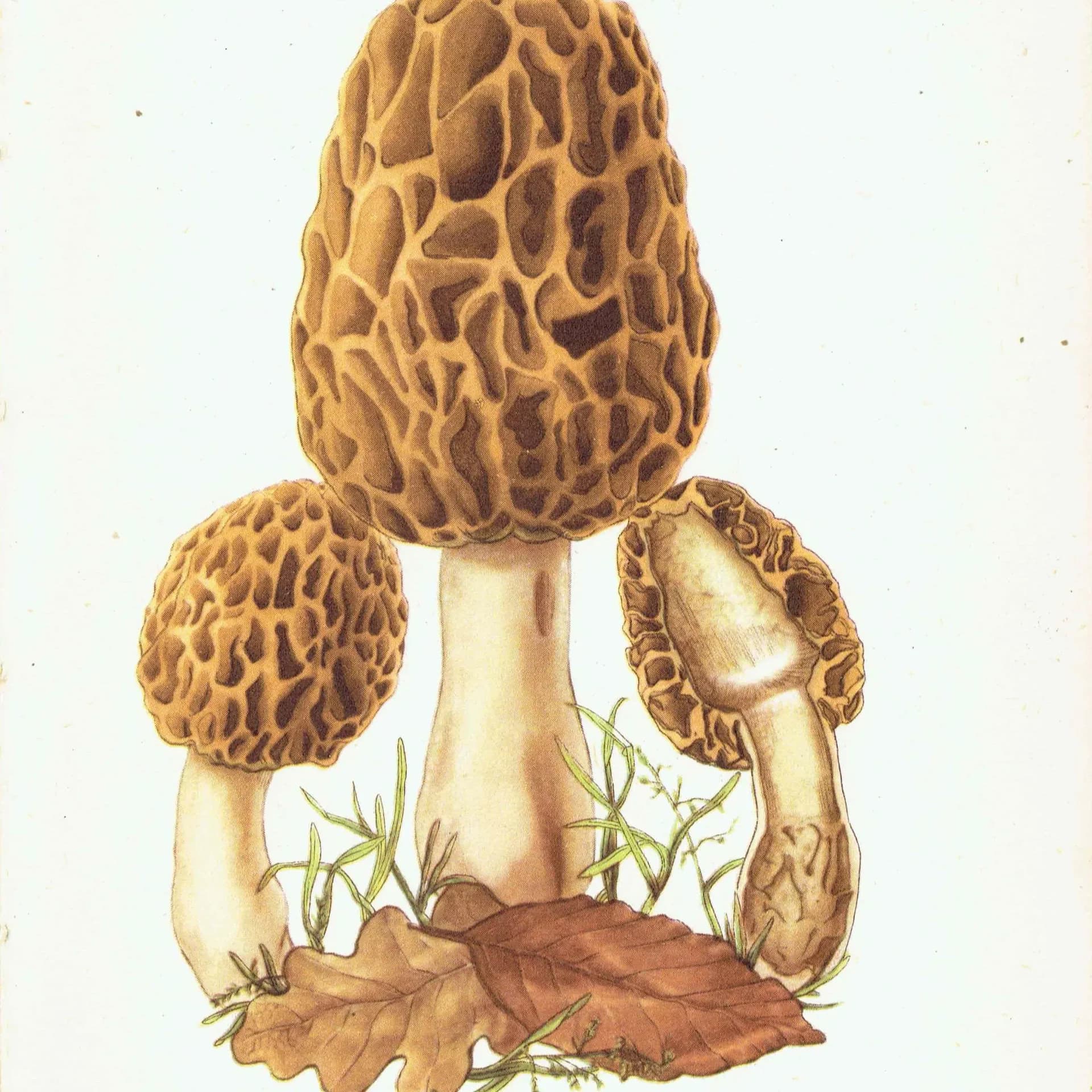Original Morel Mushroom Botanical Print – 1943 Edible Fungi Illustration