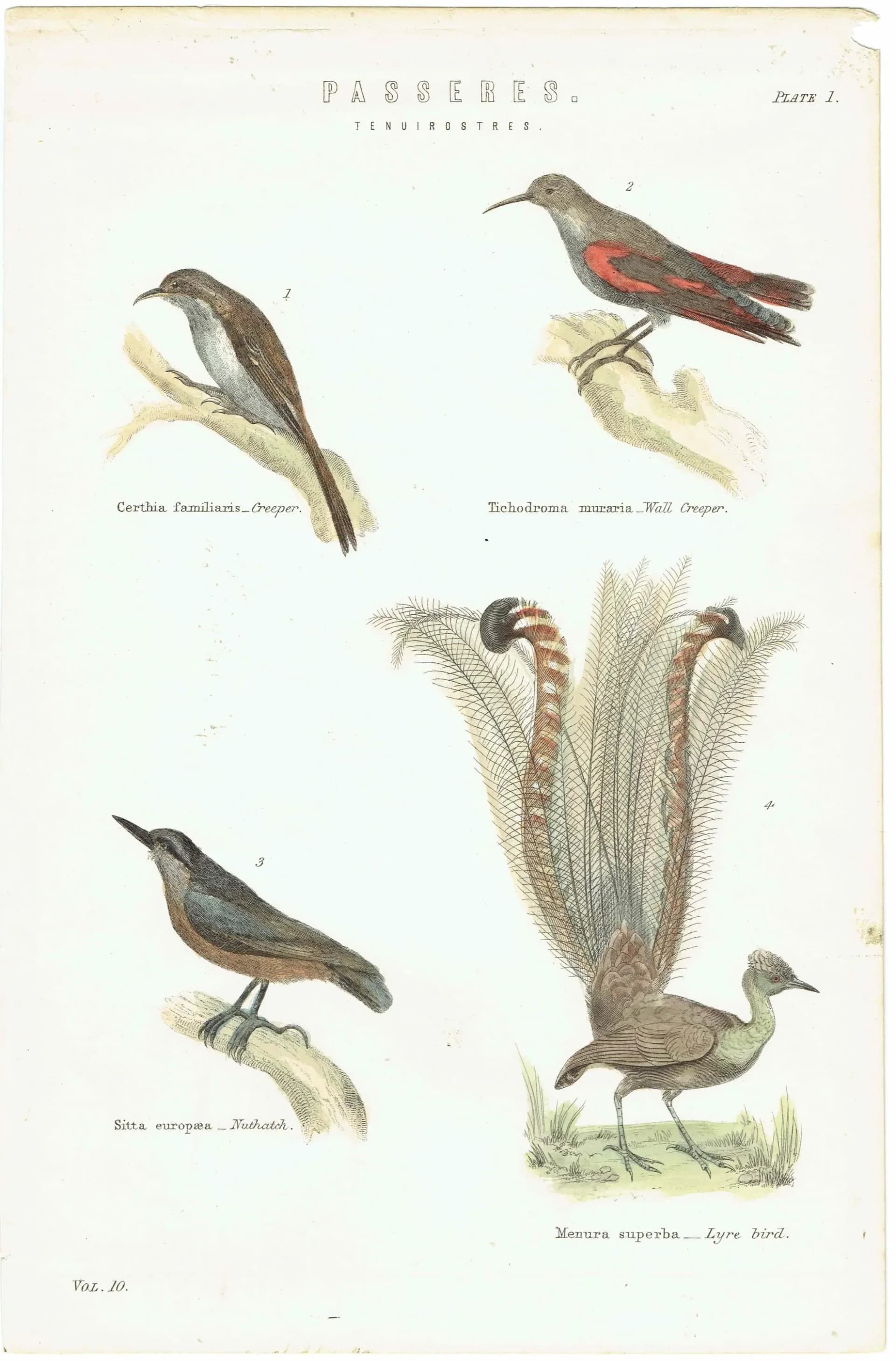 c.1860 PASSERES Tenuirostres Ornithology Print - Creeper Nuthatch Wall Creeper Lyre Bird - Hand Coloured Engraving - 9.75 x 6.5 in