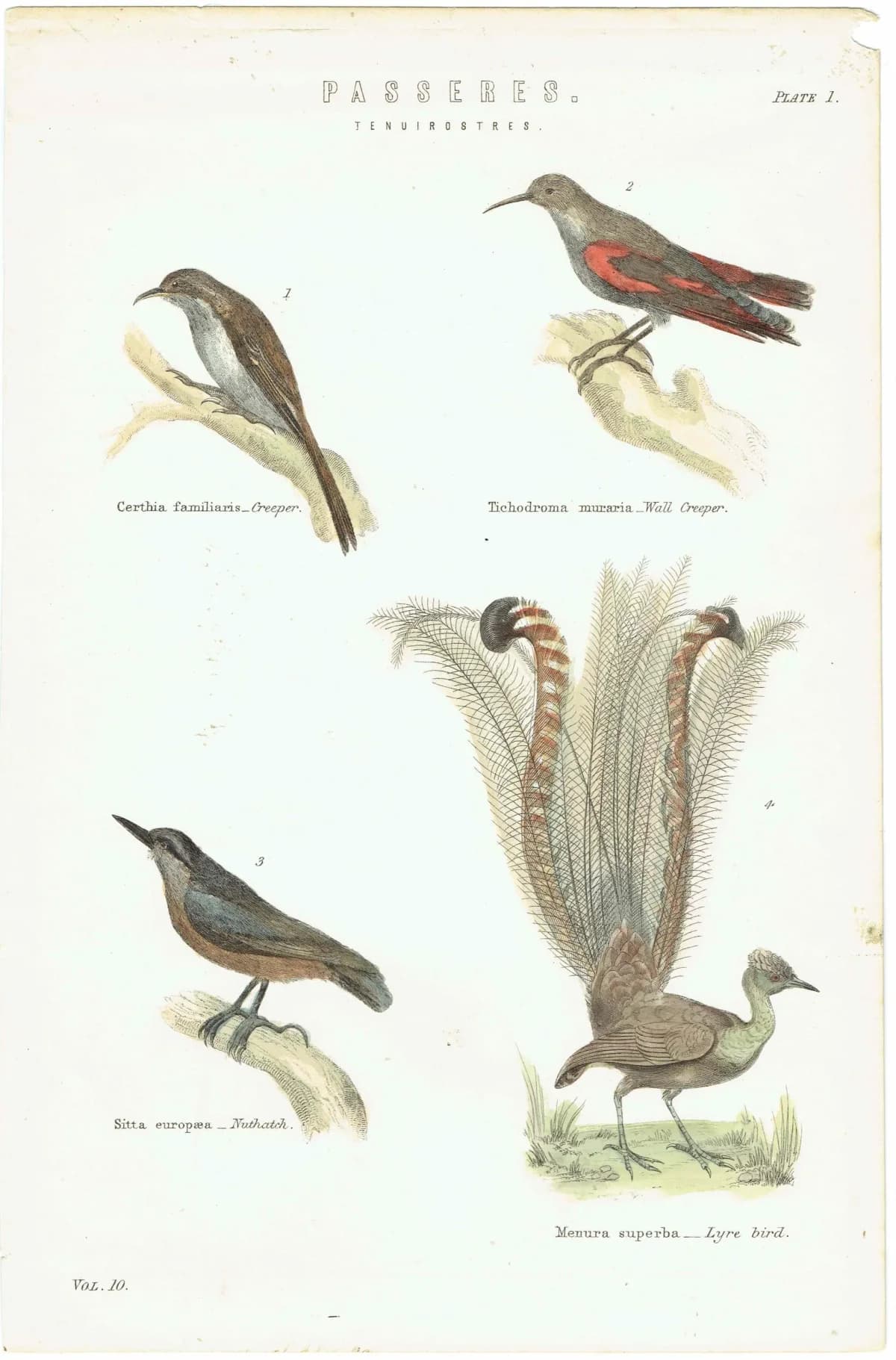 c.1860 PASSERES Tenuirostres Ornithology Print - Creeper Nuthatch Wall Creeper Lyre Bird - Hand Coloured Engraving - 9.75 x 6.5 in