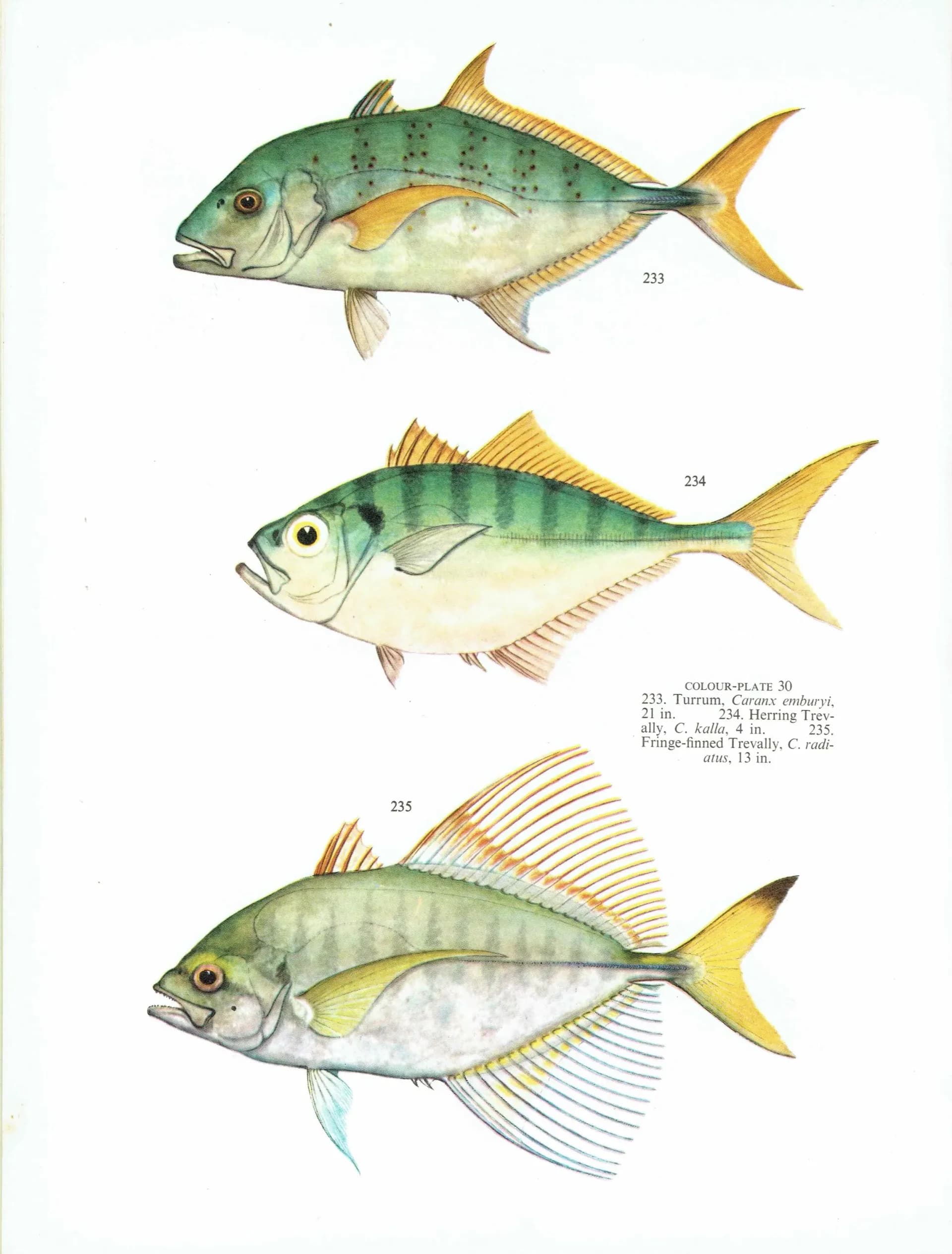1964 Pikey Bream & Great Trevally - Original Vintage Print By Coates - Great Barrier Reef Fish Study Marshall - 7 x 9 in