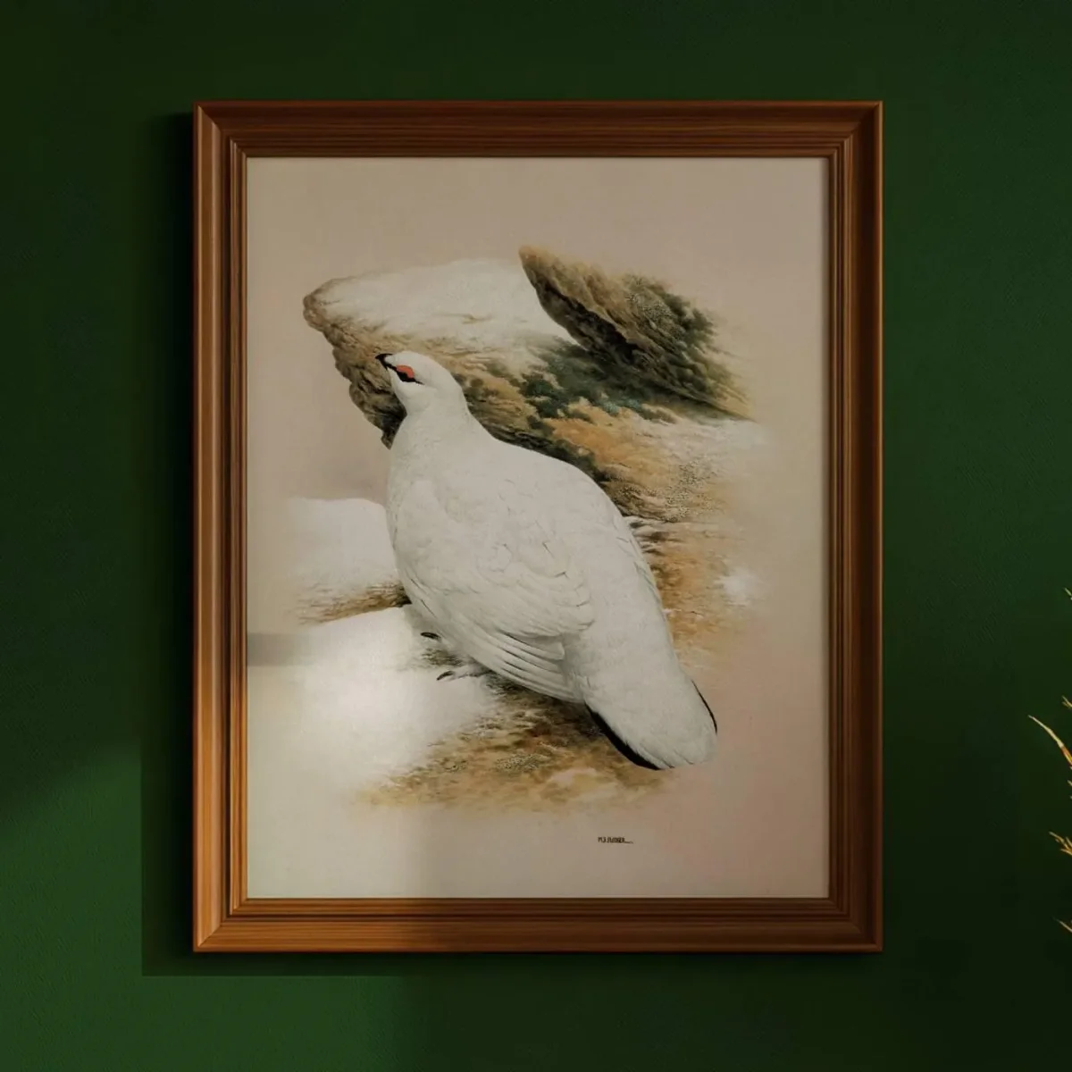 1981 Ptarmigan Lopus Mutus in Winter Plumage - Original Vintage Game Birds Wildlife Art Print - Maurice Pledger - 11.5 x 16.5 in