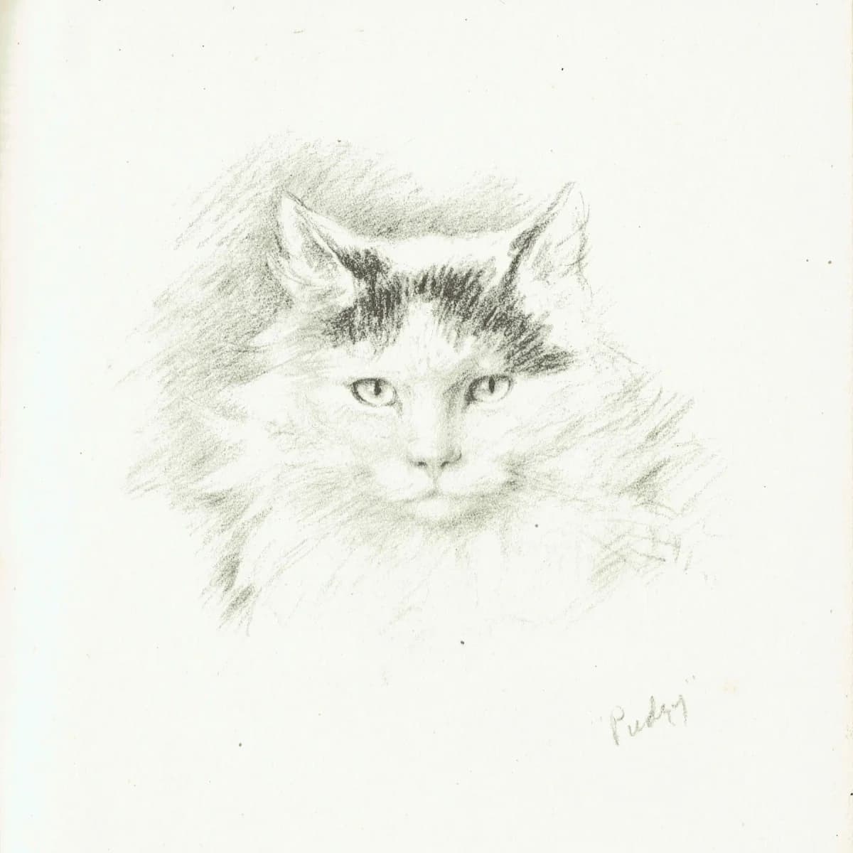 1946 Fluffy Cat Portrait 'Pudsy' - Original Vintage Print By Dawson - Pet Animal Study Neighbours Book Illustration - 7 x 9.5 in
