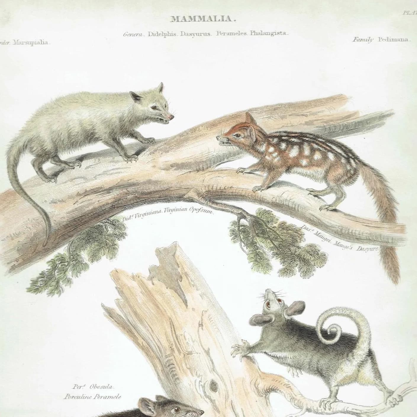 1832 Mammalia Print – Antique Marsupials Opossum - Quoll - Bandicoot - Glider Illustration – 8.5 × 10.75 in