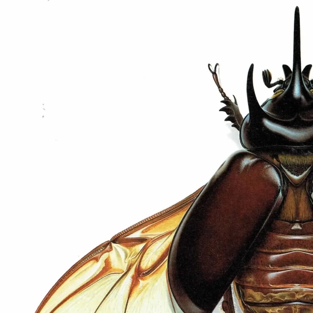 1986 Large Print 11 x 13 in - Three-Horned Dynastid Strategus Jugurtha - Durin Bernard Les Insectes Scientific - Burmeister Entomology