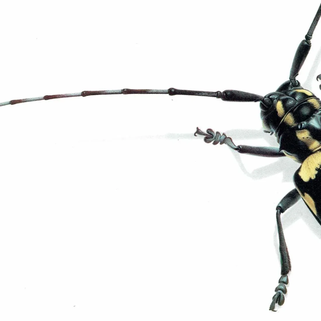 1986 Longhorn Beetle Anoplophora Horsfieldi Print - Durin Bernard Les Insectes - Hope Frederick William Entomology Science - 11 x 13 in