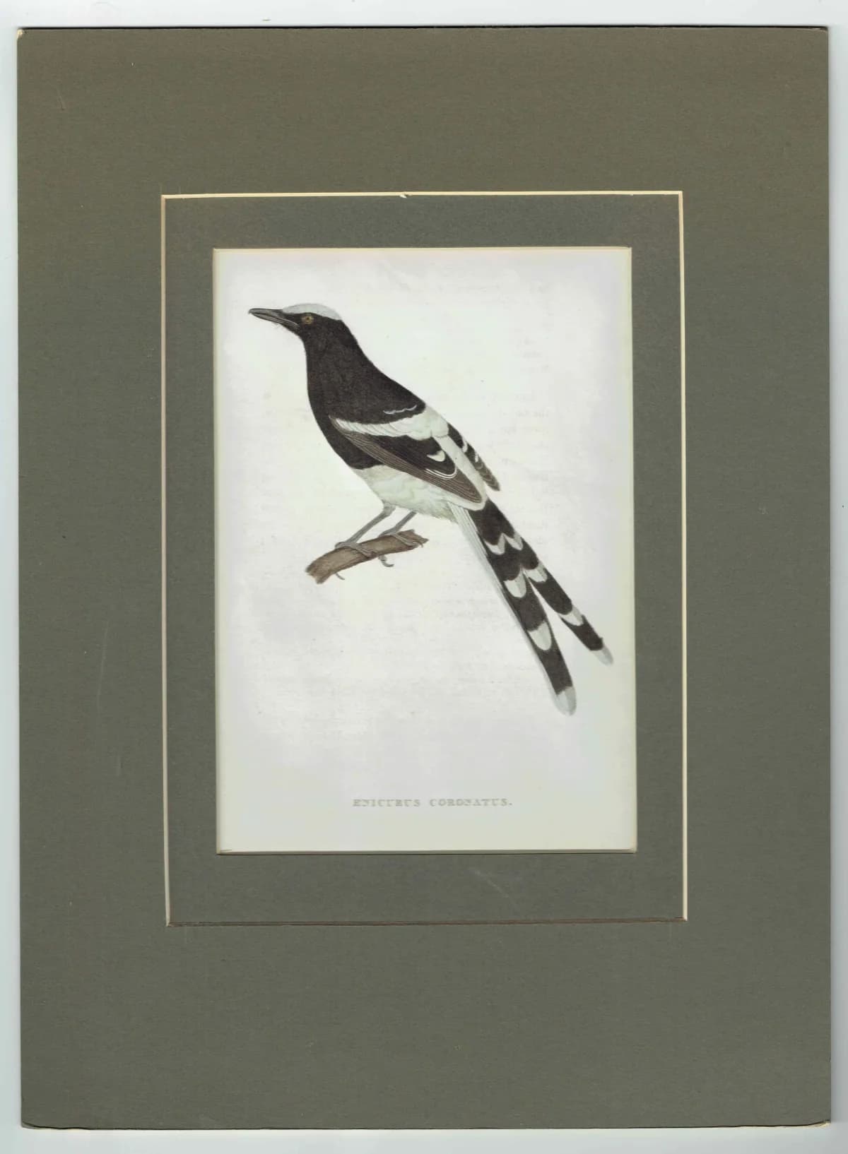 c.1800 Enicurus Coronatus Print – White-crowned Forktail Bird Engraving – Ornithology, Natural History – 8.5 x 5.25 in