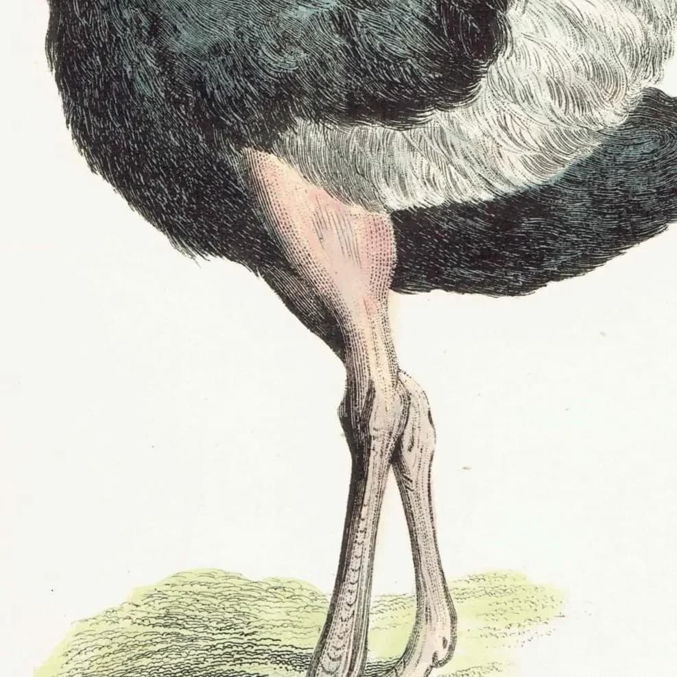 c.1895 Struthiones Ostrich And Rhea Print - Struthio camelus & Rhea americana - Hand Coloured Ornithology Art - 9.5 x 6.25 in