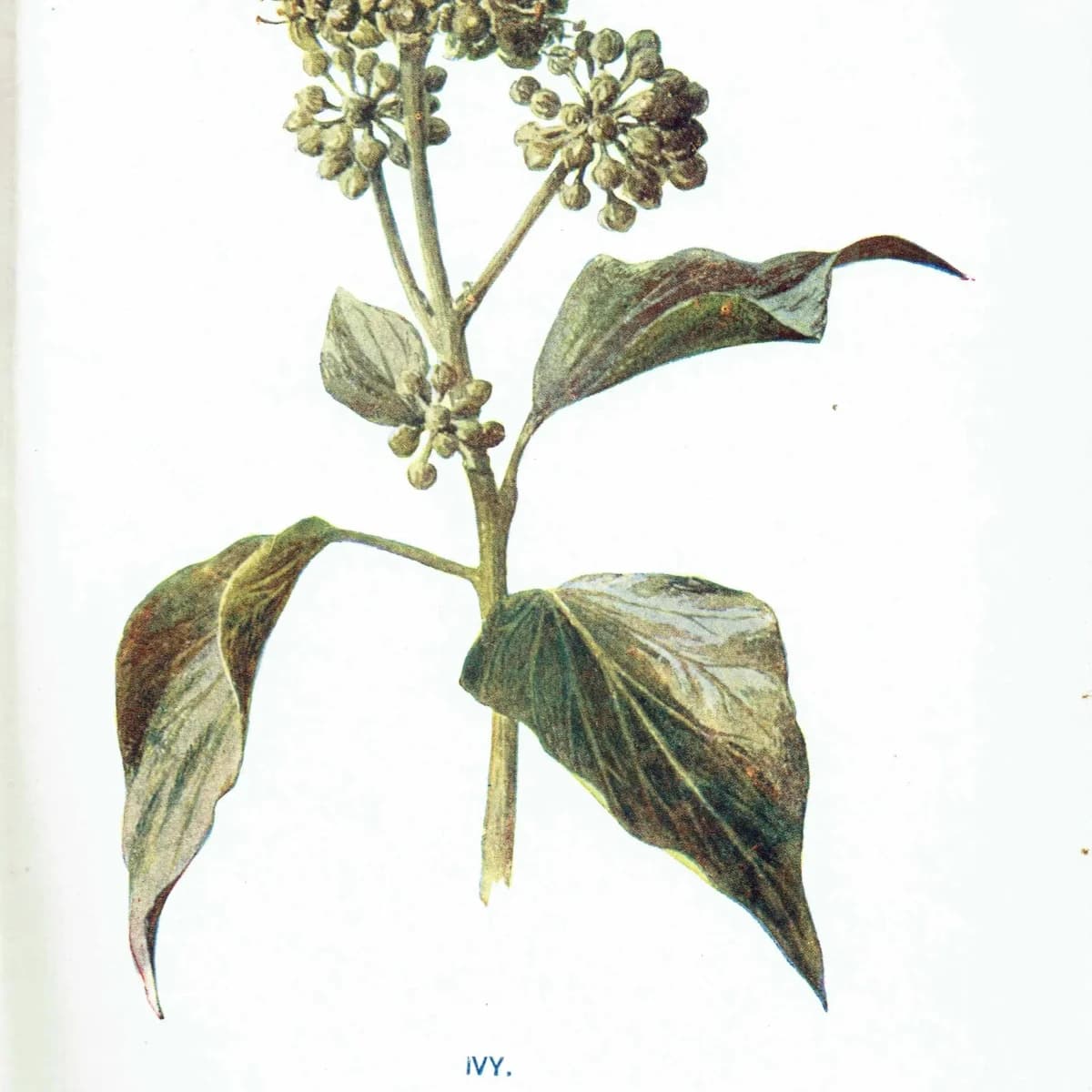 1910s Ivy Botanical Print – Antique Evergreen Illustration
