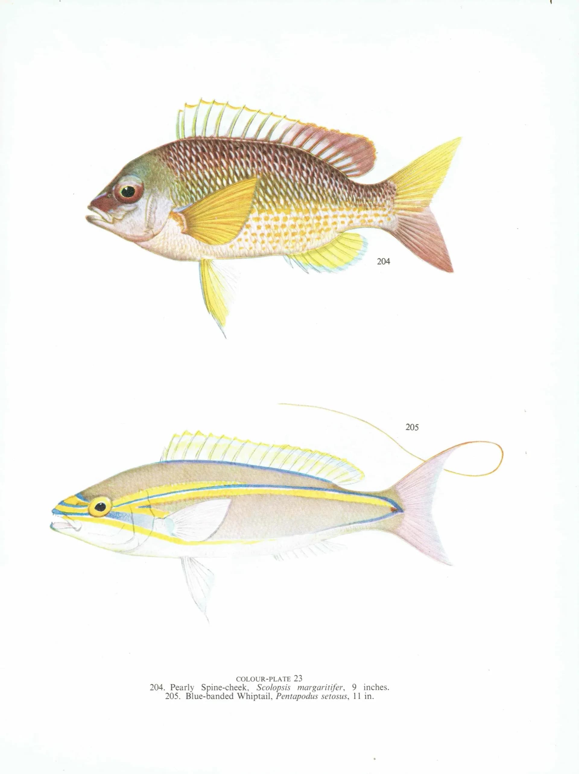 1964 Pearly Spine-cheek & Blue-banded Whiptail - Original Vintage Print By Coates - Great Barrier Reef Fish Science Art - 7 x 9 in