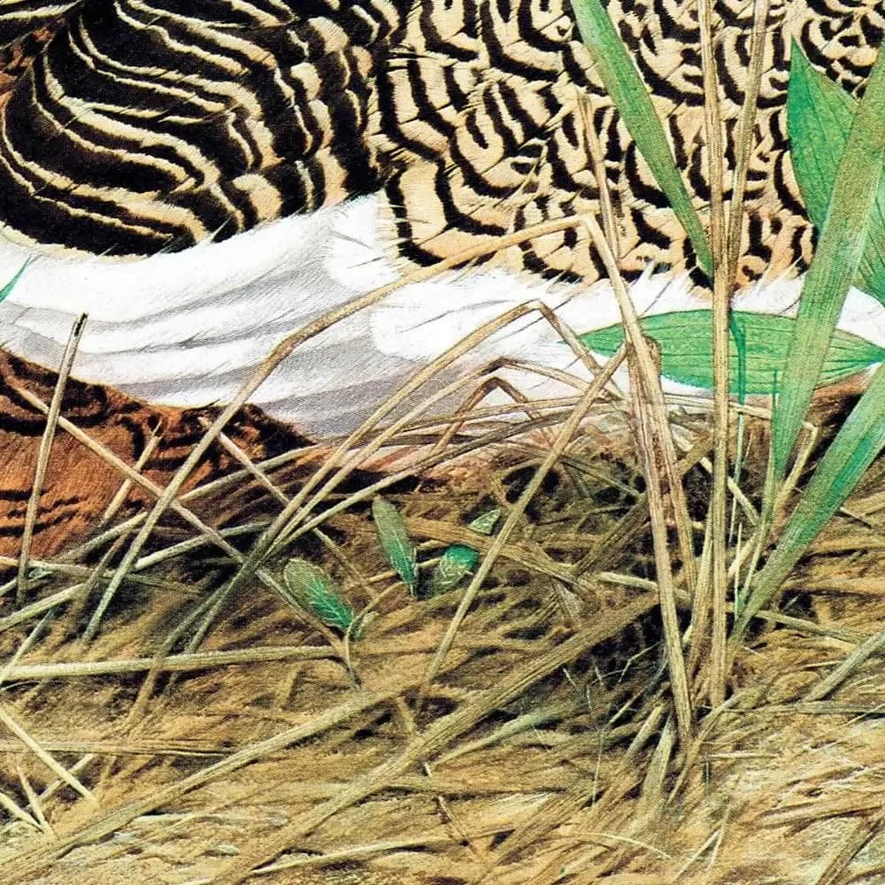1981 Great Bustard Otis Tarda -Female on Nest - Maurice Pledger Game Birds - Original Vintage Print - 11.5 x 16.5 in