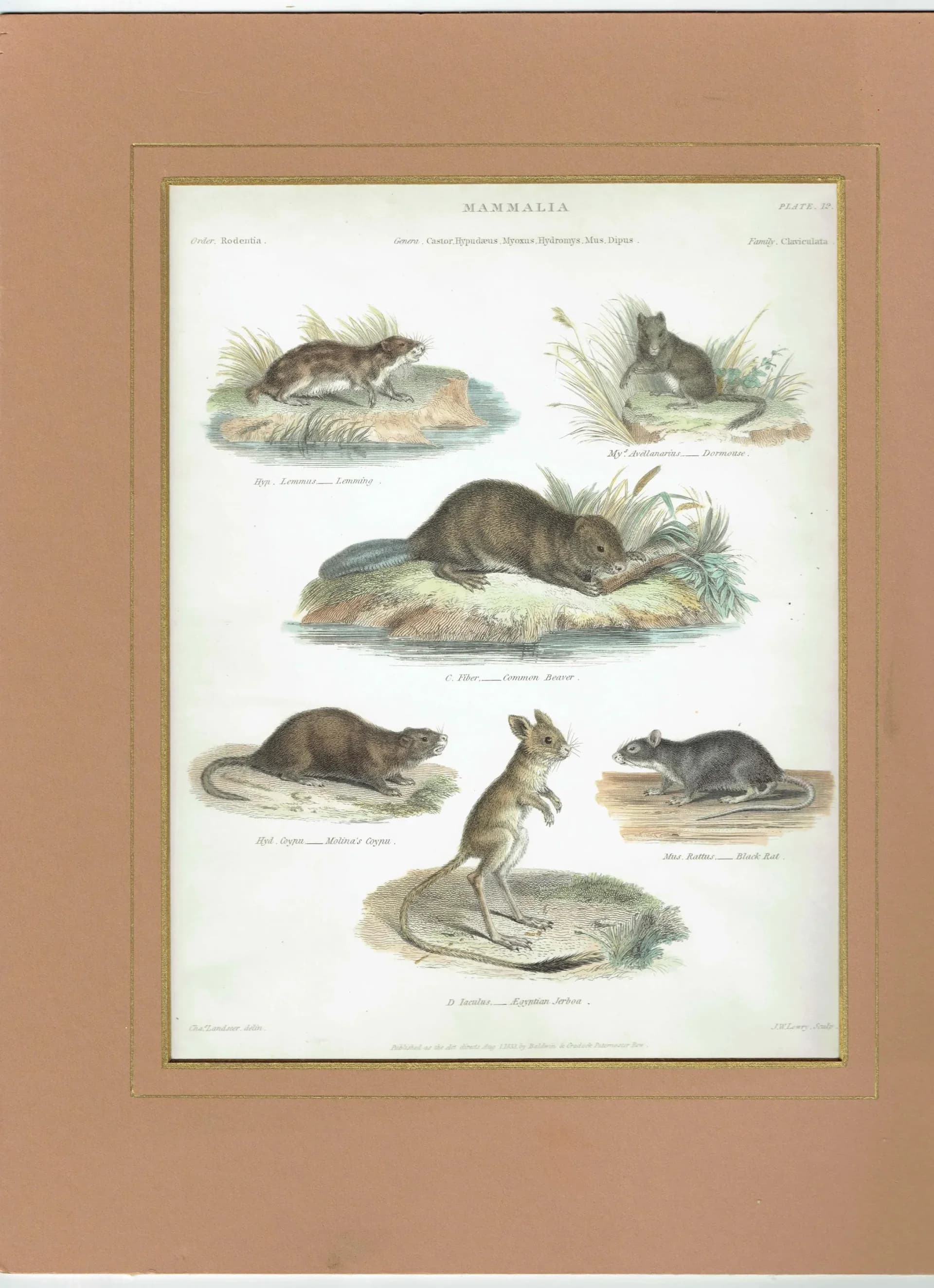 1833 Mammalia Print - Rodentia Rodents - Beaver, Lemming & Jerboa - 8.5 x 10.75 in