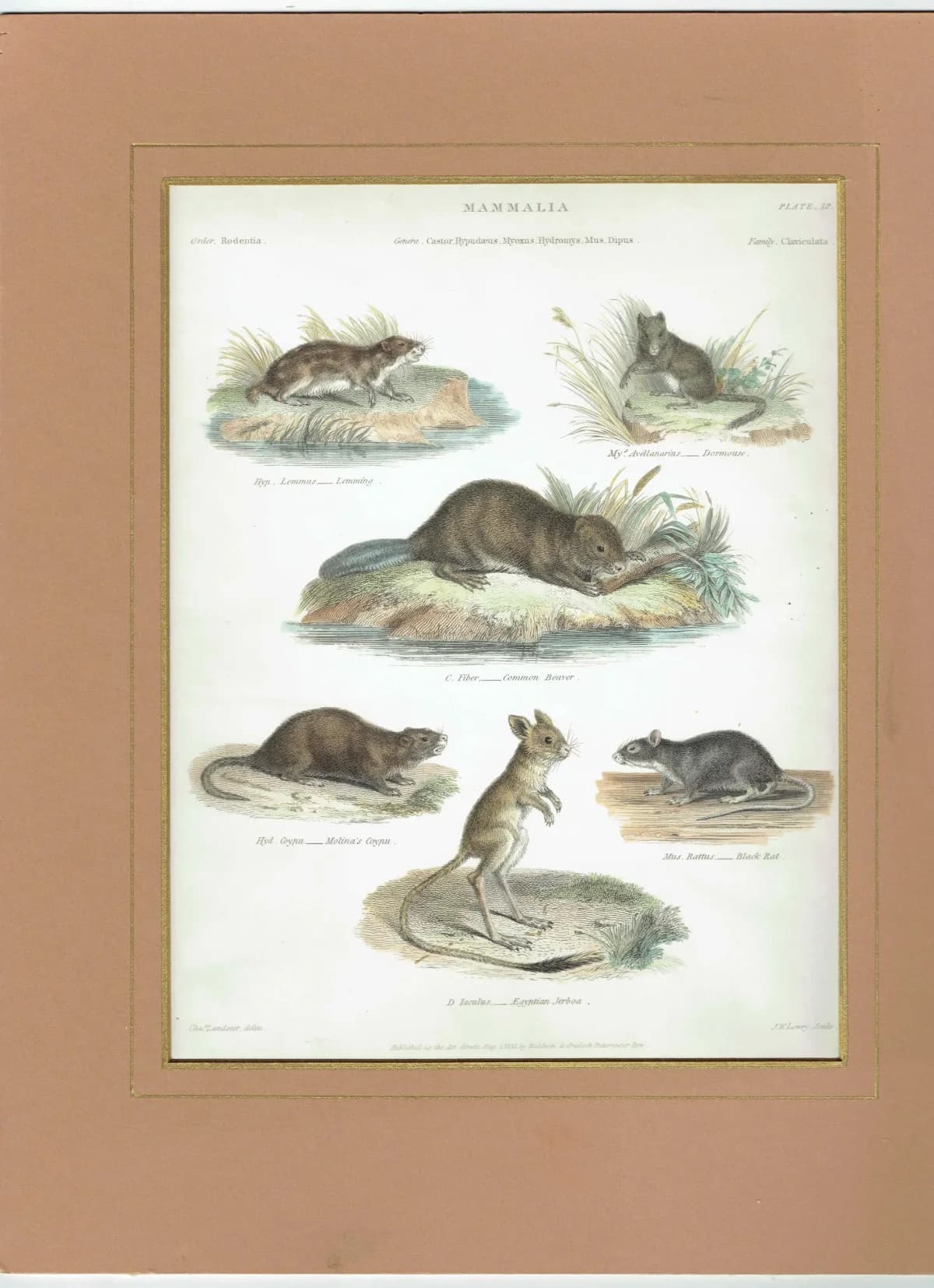 1833 Mammalia Print - Rodentia Rodents - Beaver, Lemming & Jerboa - 8.5 x 10.75 in