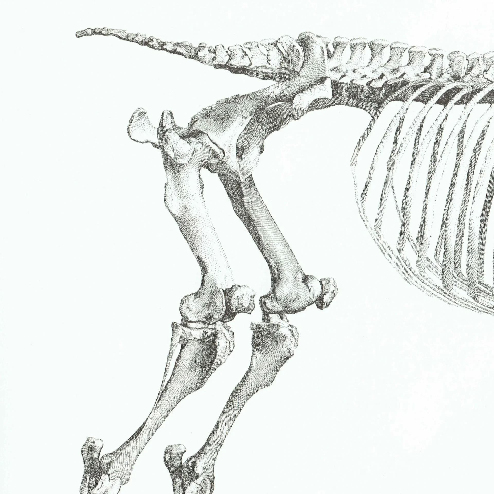 Skeletal Horse Vintage Etching from Original by Stubbs - Equine Anatomy Scientific Study Natural History Art - 14 x 10 in