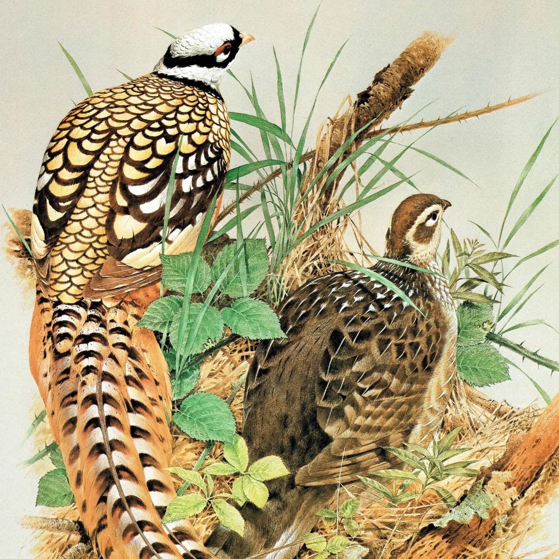 1981 Reeves Pheasant - Syrmaticus Reevesi - Game Birds Print - Maurice Pledger - Vintage Wildlife Art - Ornithology - 11.5 x 16.5 in