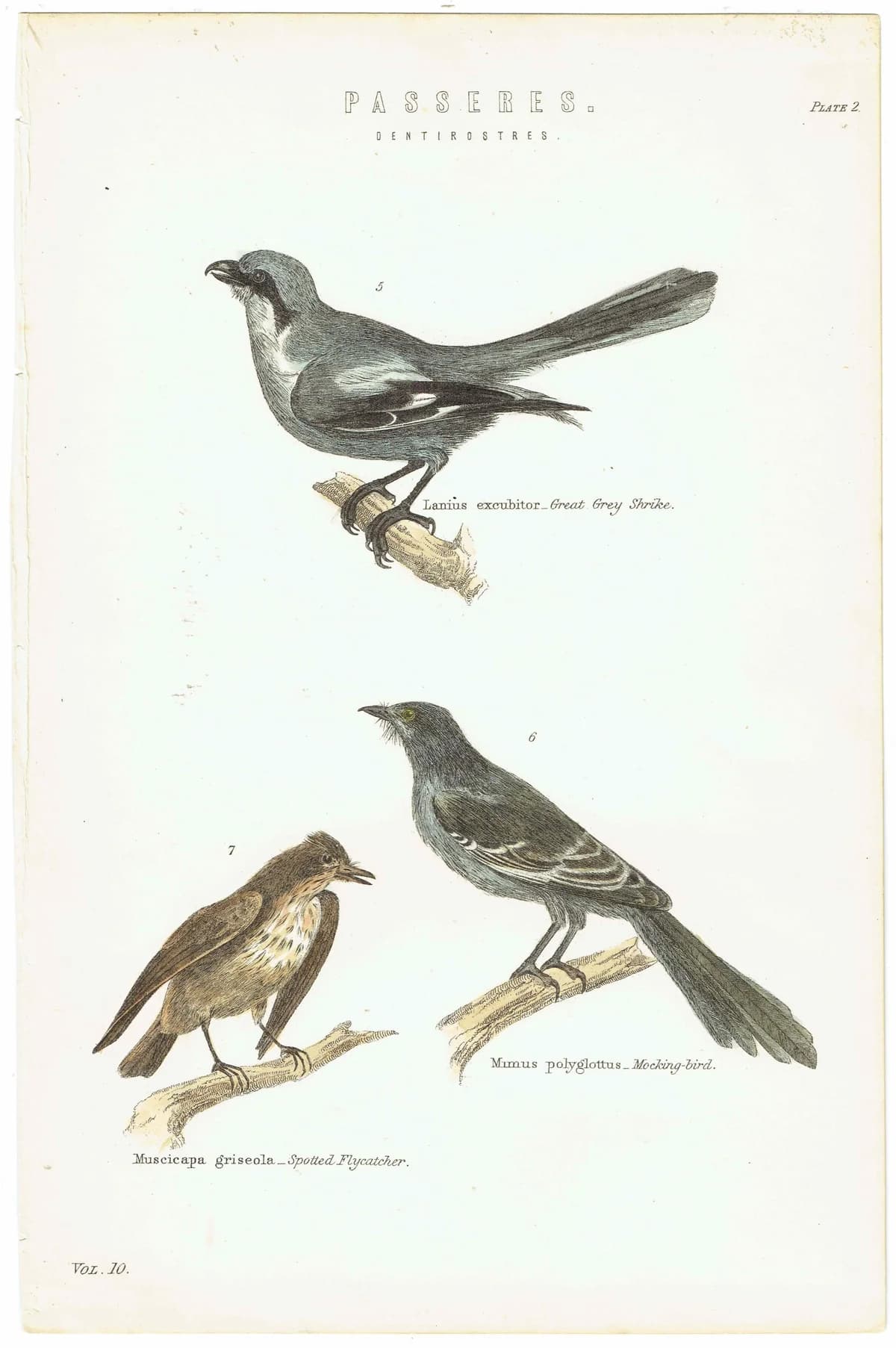 Antique Songbirds Print – 1870 Hand-Colored Ornithology Art