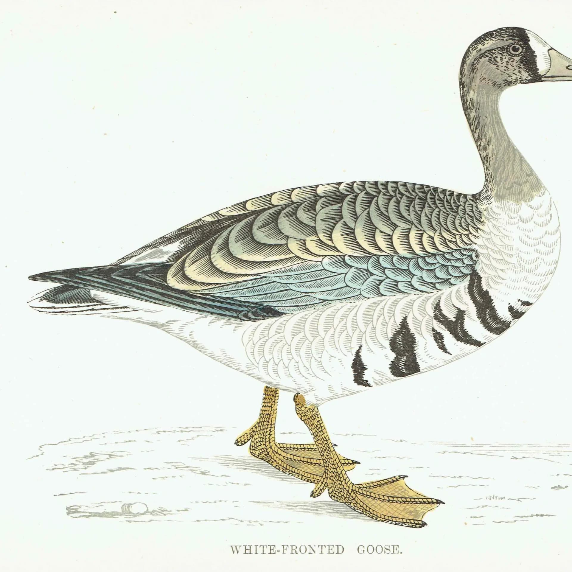 c.1863 White-Fronted Goose - Antique Print from Morris History of British Birds Ornithology Wildfowl Art - 7.25 x 4.75 in