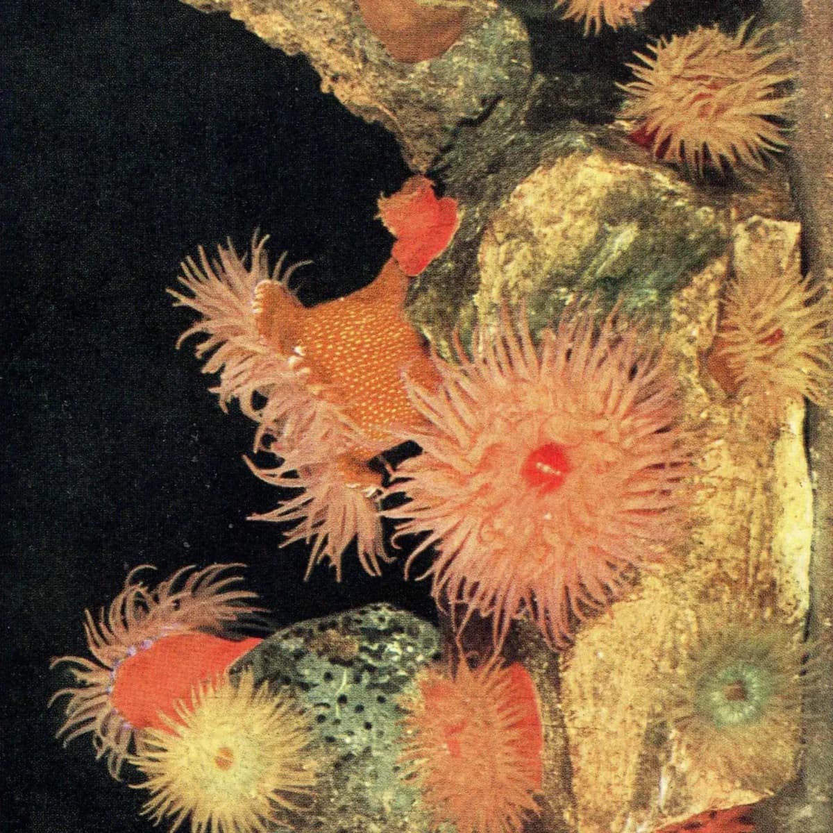 1959 Marine Life Underwater Photography - Small Rock Pool & Cornish Sucker-fish - Vintage Sea Anemone - Ocean Biology Print - 5 x 8.25 in