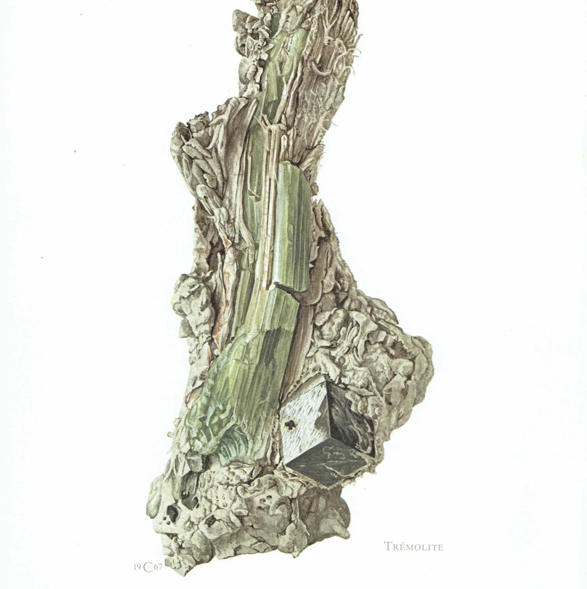 1969 Tremolite Crystal - Original Vintage Print By Caspari - Mineral Study Scientific Natural History Geology Art - 7.5 x 10.5 in