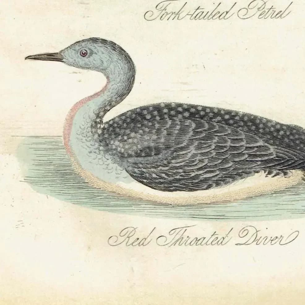 c.1840 Eider Duck, Fork-tailed Petrel & Red-throated Diver Print – Hand-Coloured Ornithology Engraving – Natural History Birds – 7 x 4.5 in