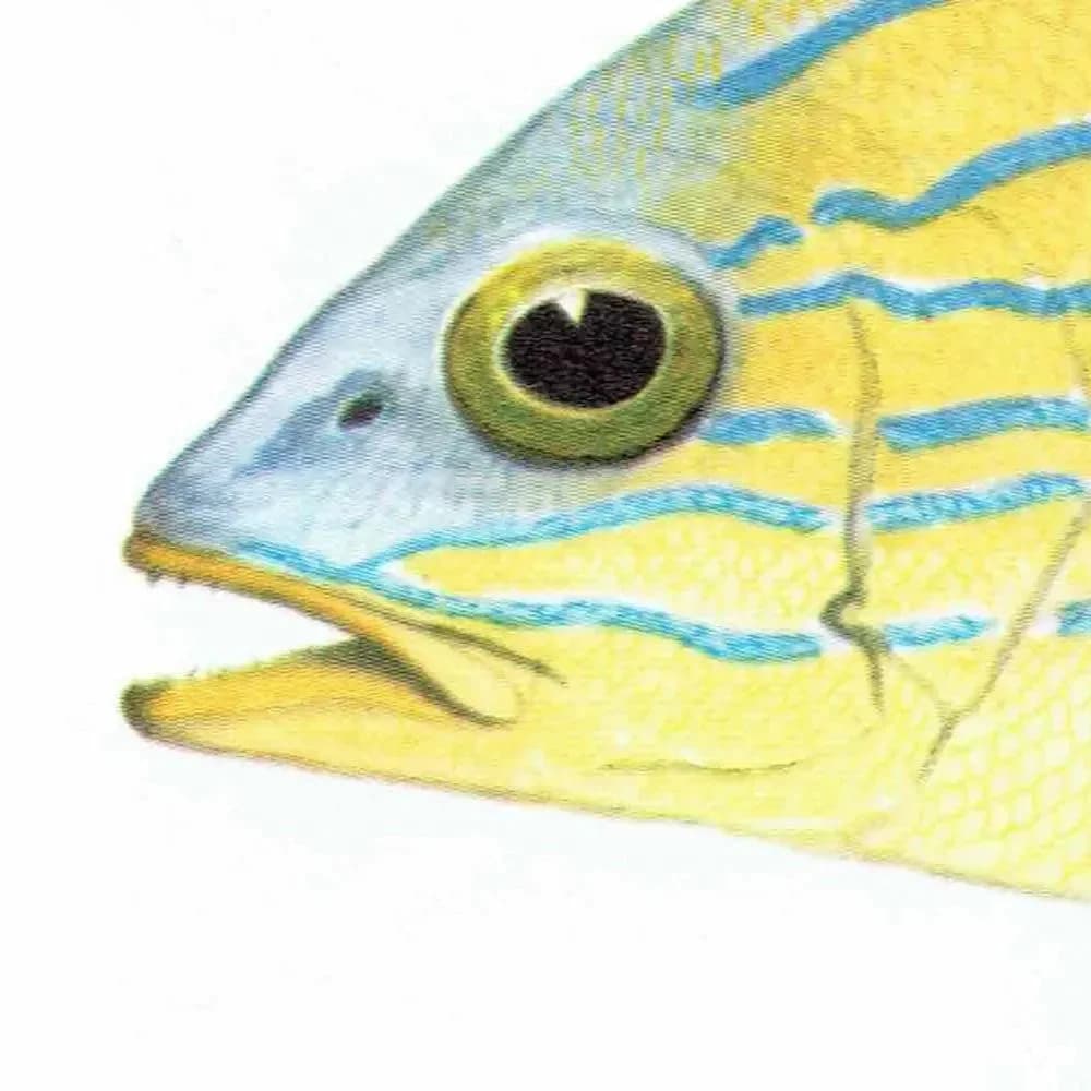 1964 Mangrove Jack & Blue-banded Sea Perch - Original Vintage Print By Coates - Great Barrier Reef Fish Science Art - 7 x 9 in