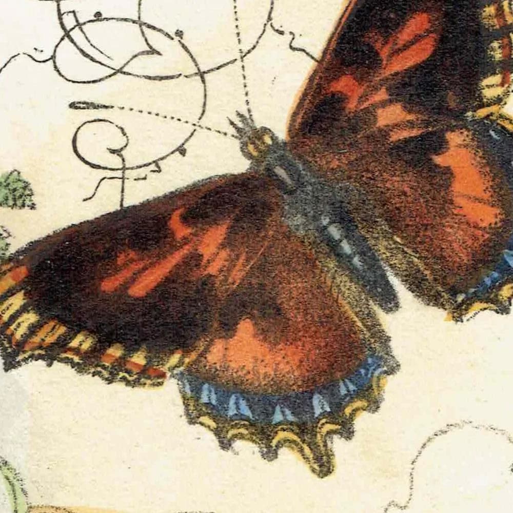 1859 Small Tortoiseshell & Small Meadow Copper Butterflies - Original Hand-Coloured Victorian Butterfly Print - 7 x 10.4 in