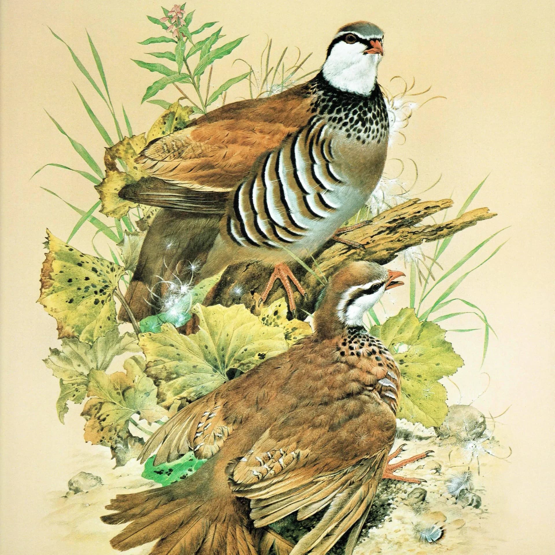 1981 Red-Legged Partridge Alectoris Rufa - Game Birds - Maurice Pledger Original Vintage Wildlife Art - 11.5 x 16.5 in