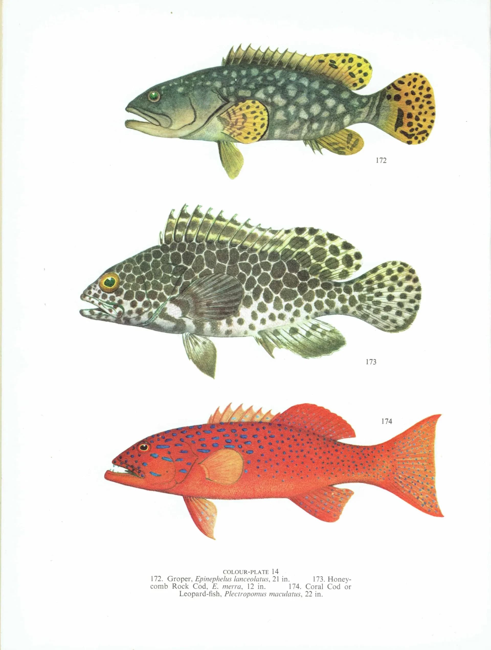 1964 Groper & Leopard-fish - Original Vintage Print By Coates - Great Barrier Reef Rock Cod Fish Science Art - 7 x 9 in