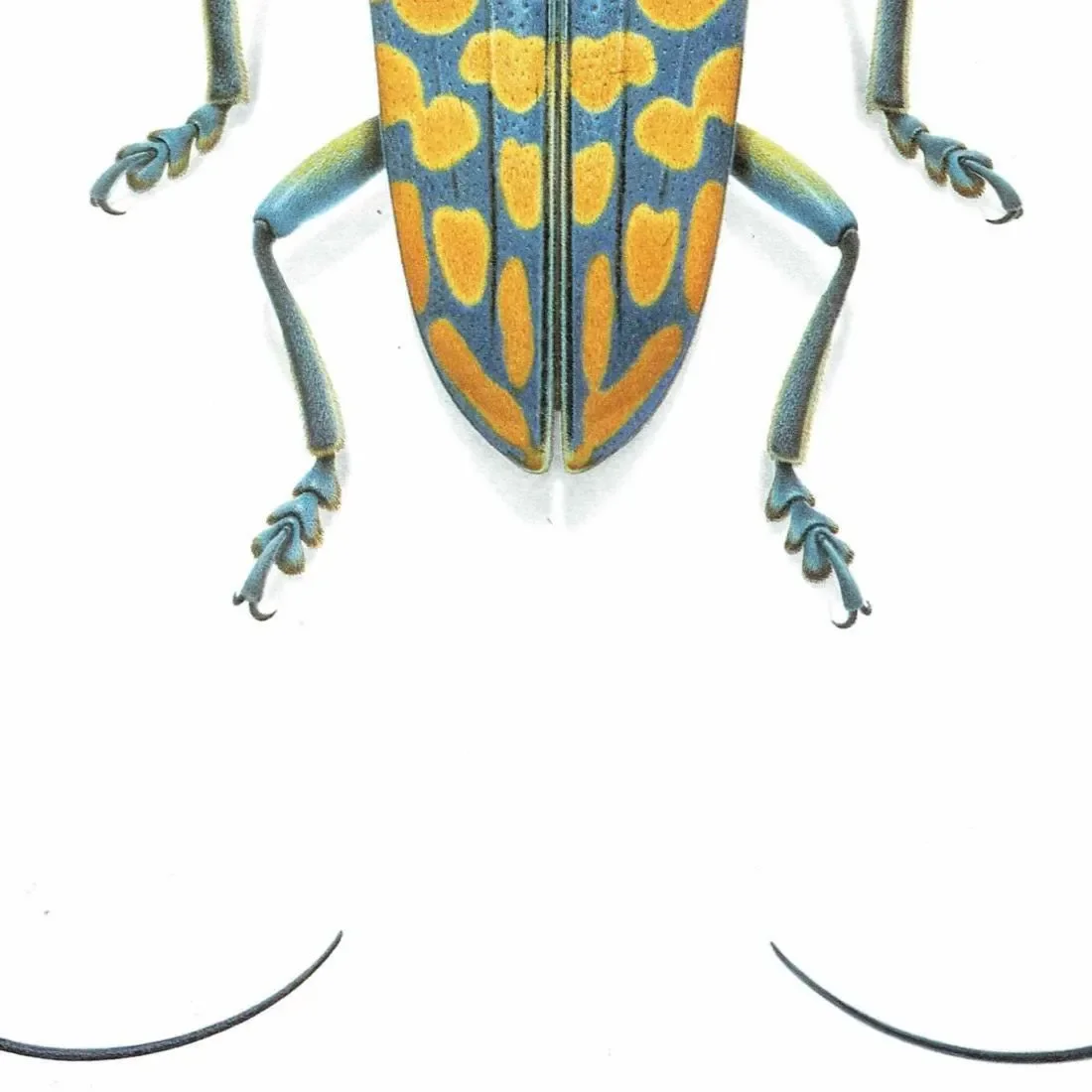 1986 Jewel Longhorn Beetle Sternotomis Bohemani Print - Durin Bernard Les Insectes Scientific Picture - Chevrolat Entomology - 11 x 13 in