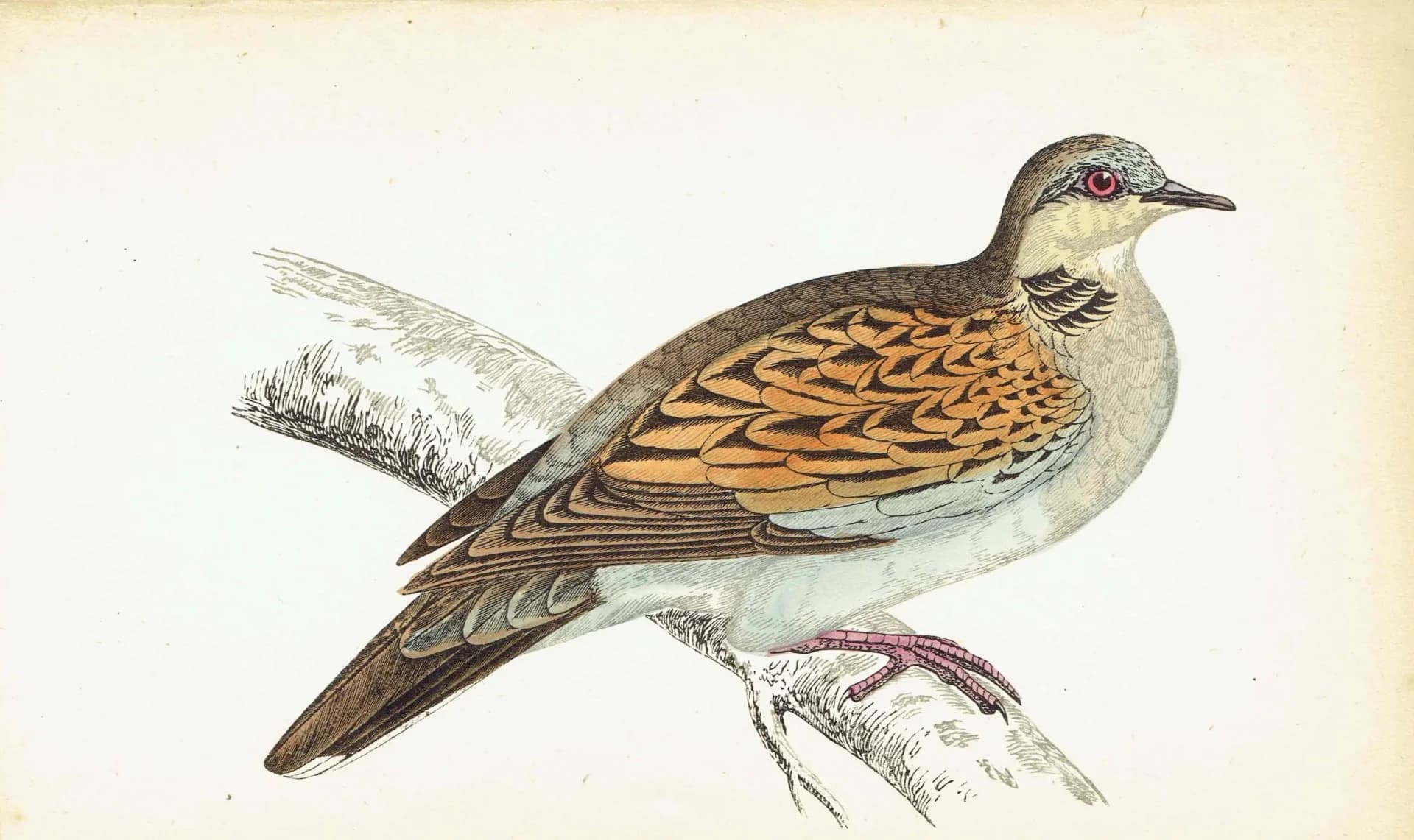 1863 - c.1863 Turtle Dove - Original Antique Hand-Coloured Engraving By Morris - History of British Victorian Ornithology - 7.25 x 4.75 in.