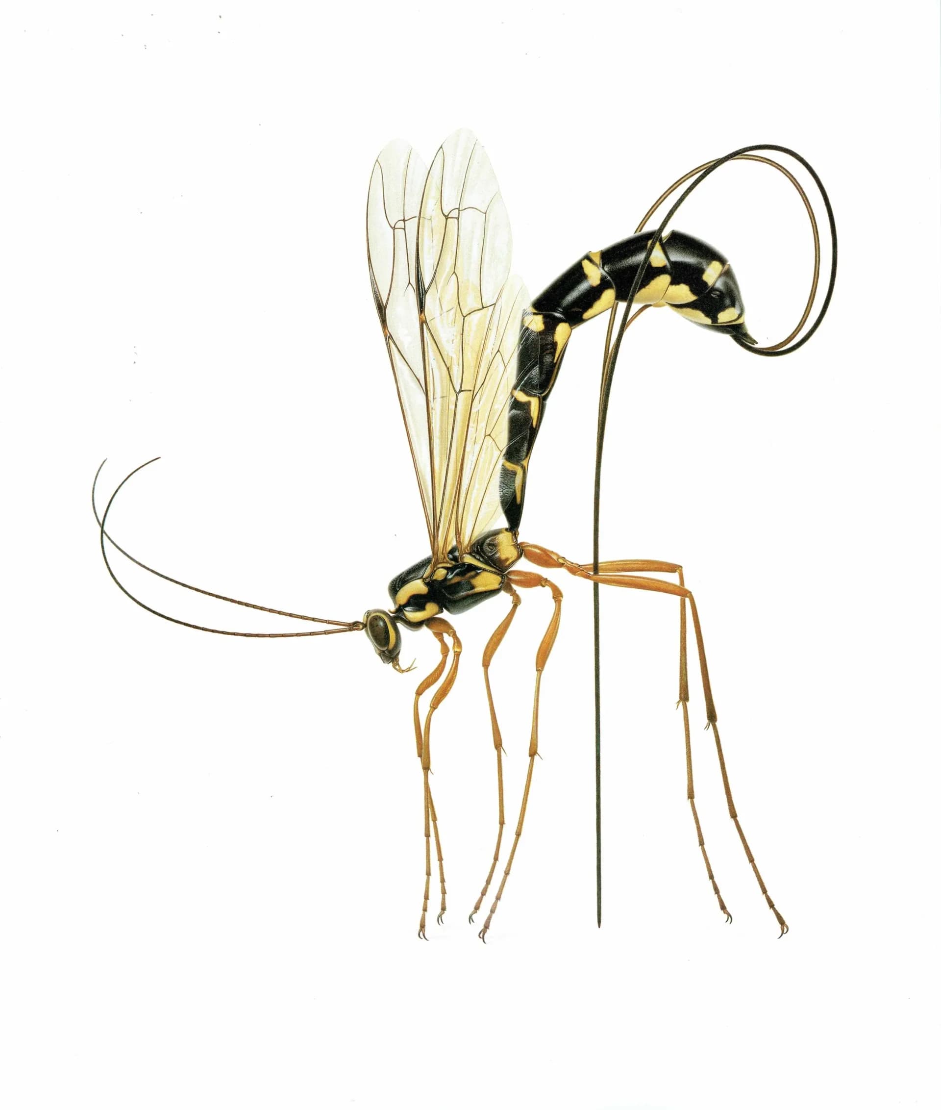 1986 Giant Ichneumon Wasp Rhyssa Persuasoria Print - Dupin Bernard Les Insectes Scientific Art - Linnaeus Carl Entomology - 11 x 13 in