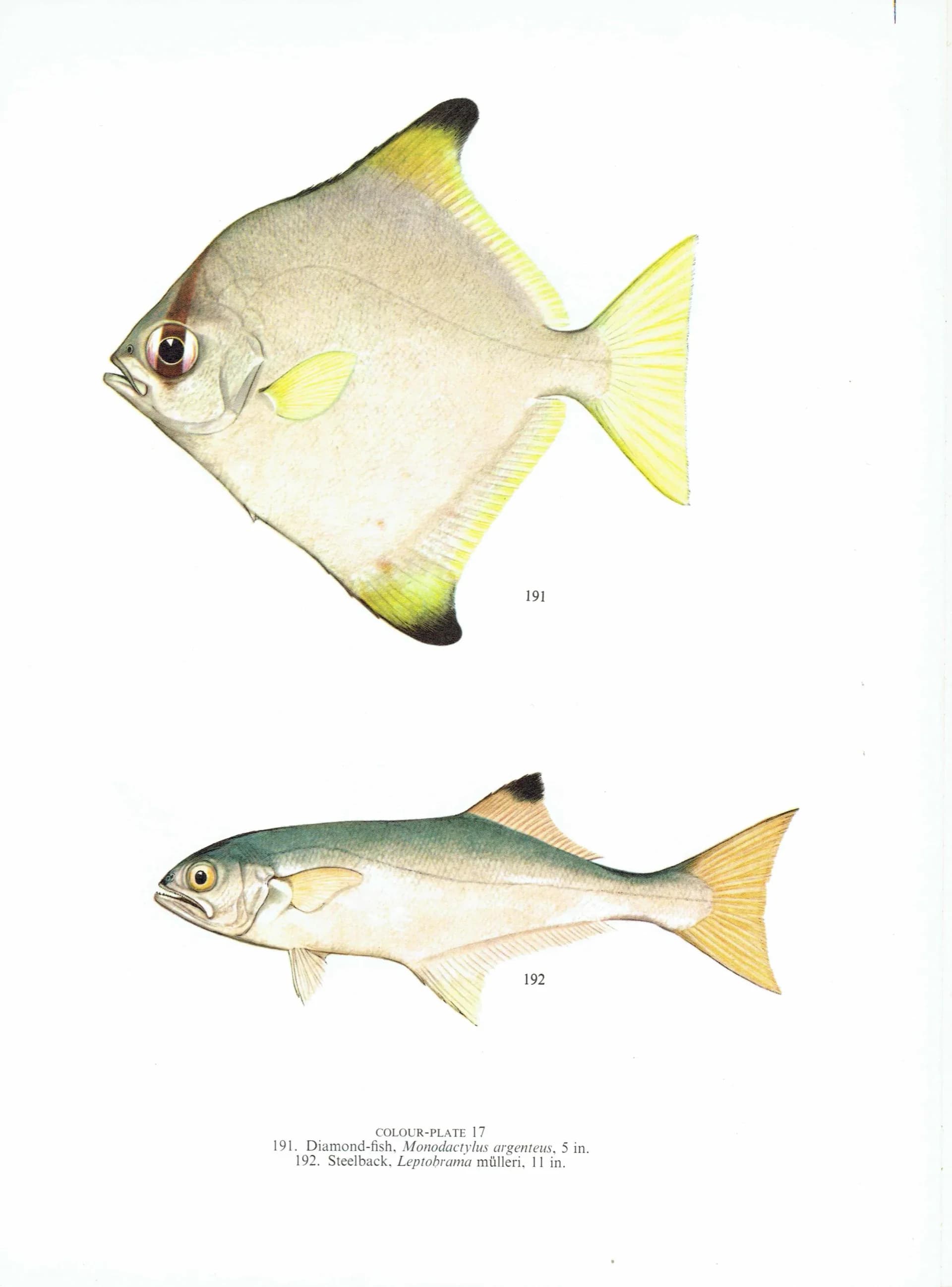 1964 Chinaman-fish Adult & Juvenile - Original Vintage Print By Coates - Great Barrier Reef Fish Science Study - 7 x 9 in