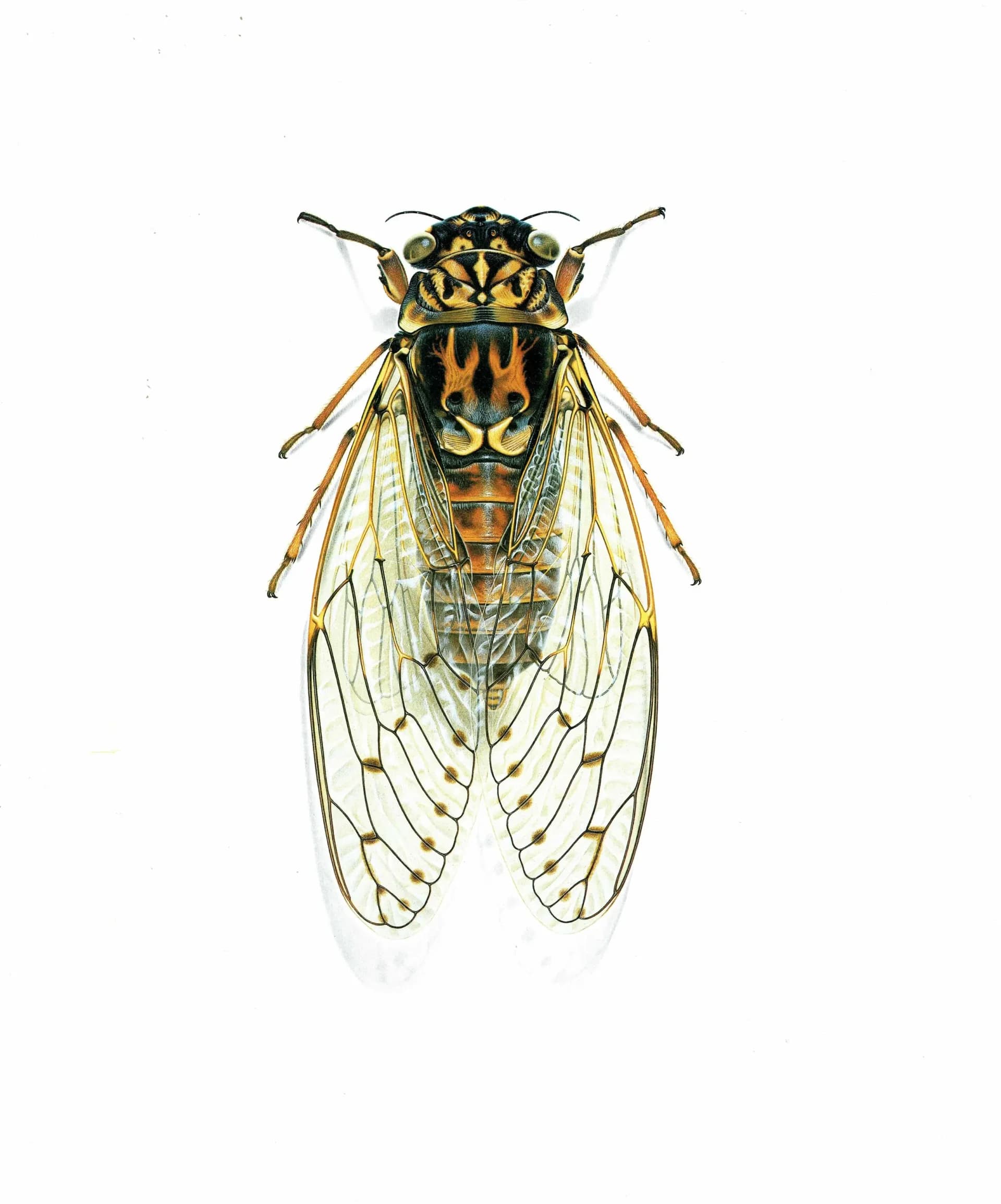 1986 Ash Cicada Tettigia Orni Print - Durin Bernard Les Insectes Scientific Illustration - Linnaeus Entomology - 11 x 13 in