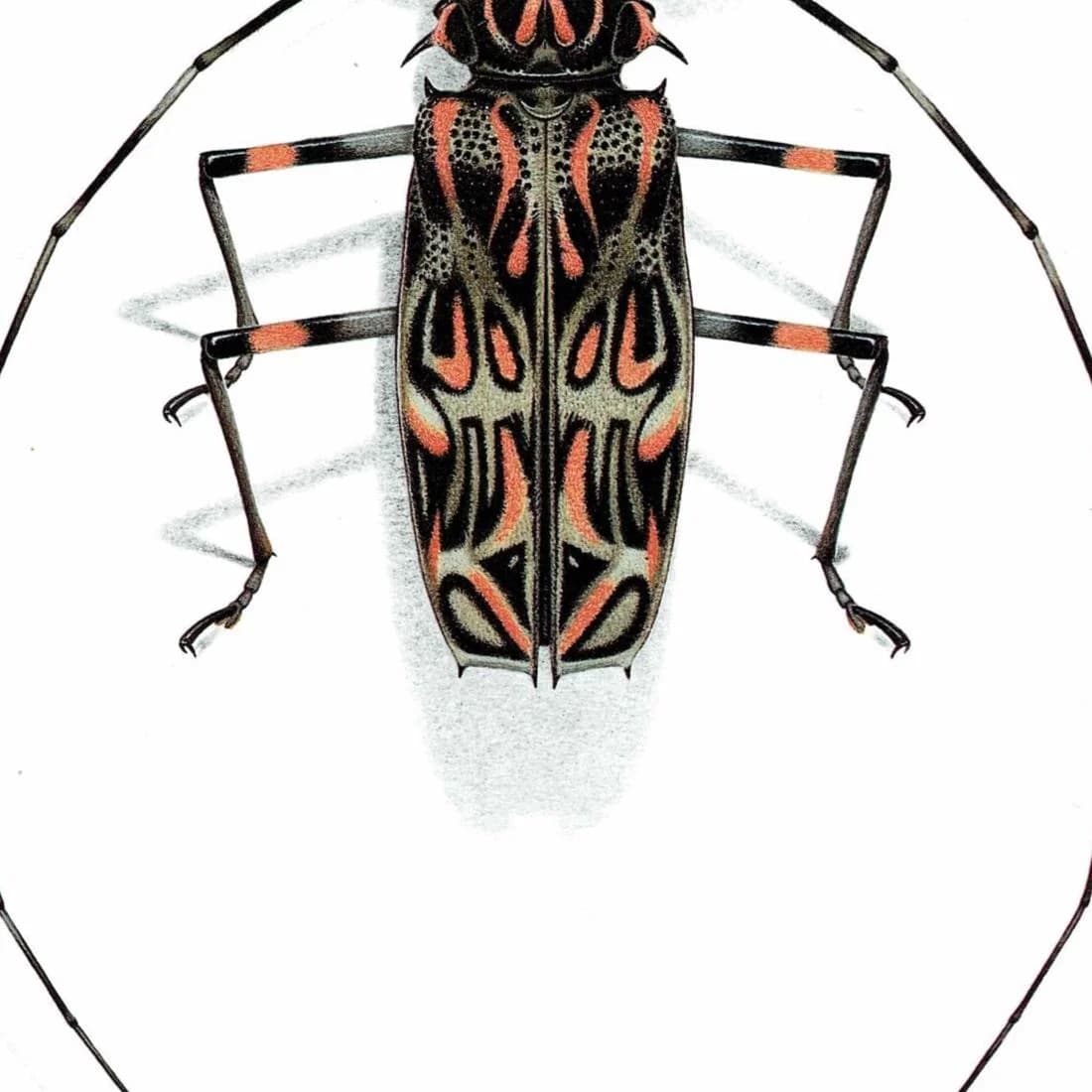 1986 Harlequin Beetle Acrocinus Longimanus Print - Durin Bernard Les Insectes Scientific Illustration - Linnaeus Entomology - 11 x 13 in