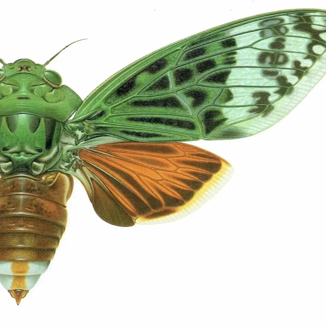 1986 Cicada Ugada Giovanrinnae Print - Durin Bernard Les Insectes - Scientific Illustration- Michel Boulard Entomology - 11 x 13 in
