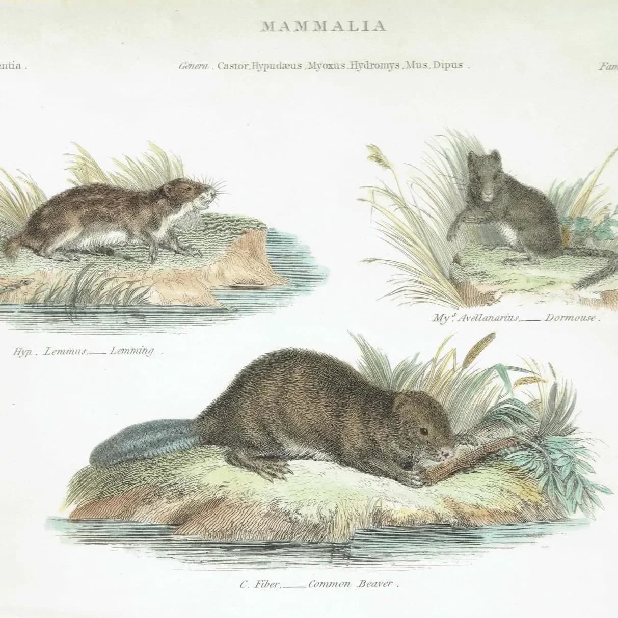 1833 Mammalia Print - Rodentia Rodents - Beaver, Lemming & Jerboa - 8.5 x 10.75 in