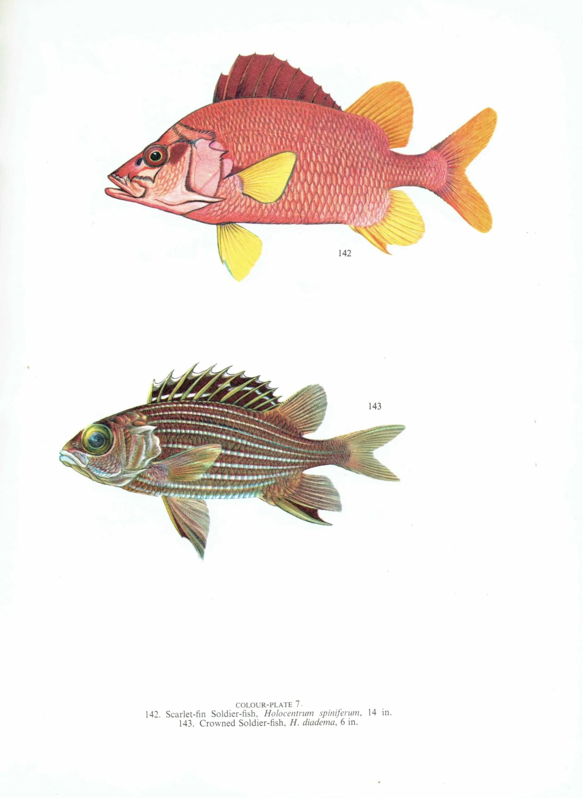 1964 Scarlet-fin Soldierfish & Rock Flag-tail - Original Vintage Print By Coates - Great Barrier Reef Marine Fish Study - 7 x 9 in