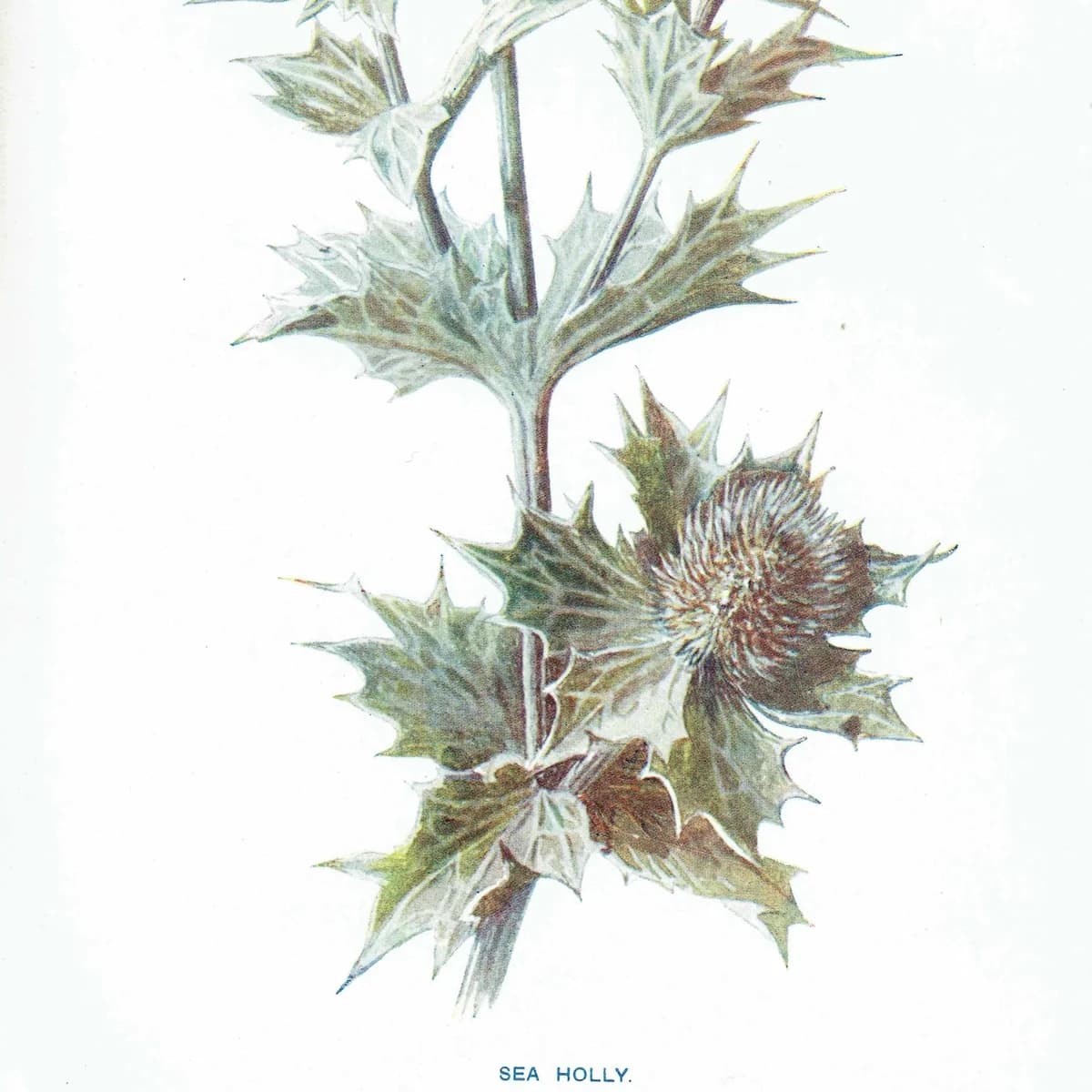 1910s Sea Holly Botanical Winter Original Antique Print By Hulme - Familiar Wild Flowers Edwardian Evergreen - 4.75 x 7.25 in